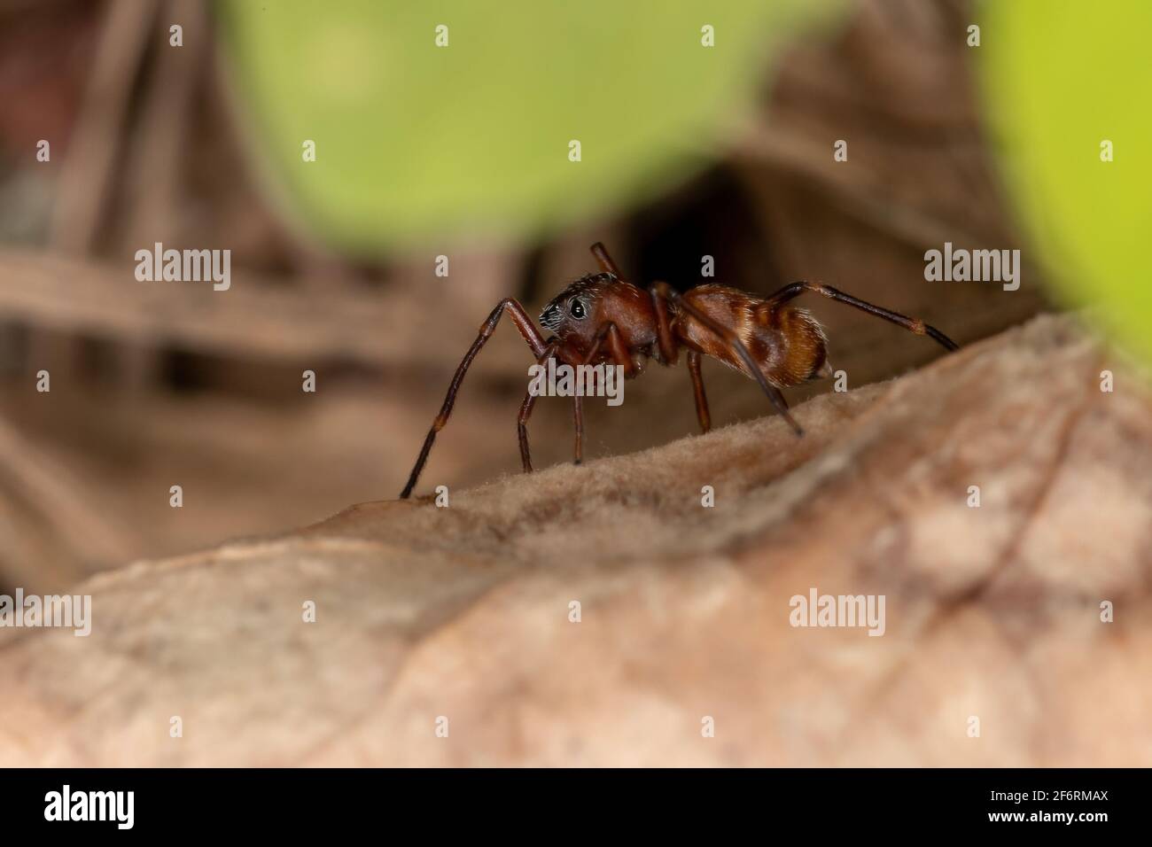 Ameisenspinne der Gattung Scopocira Stockfoto