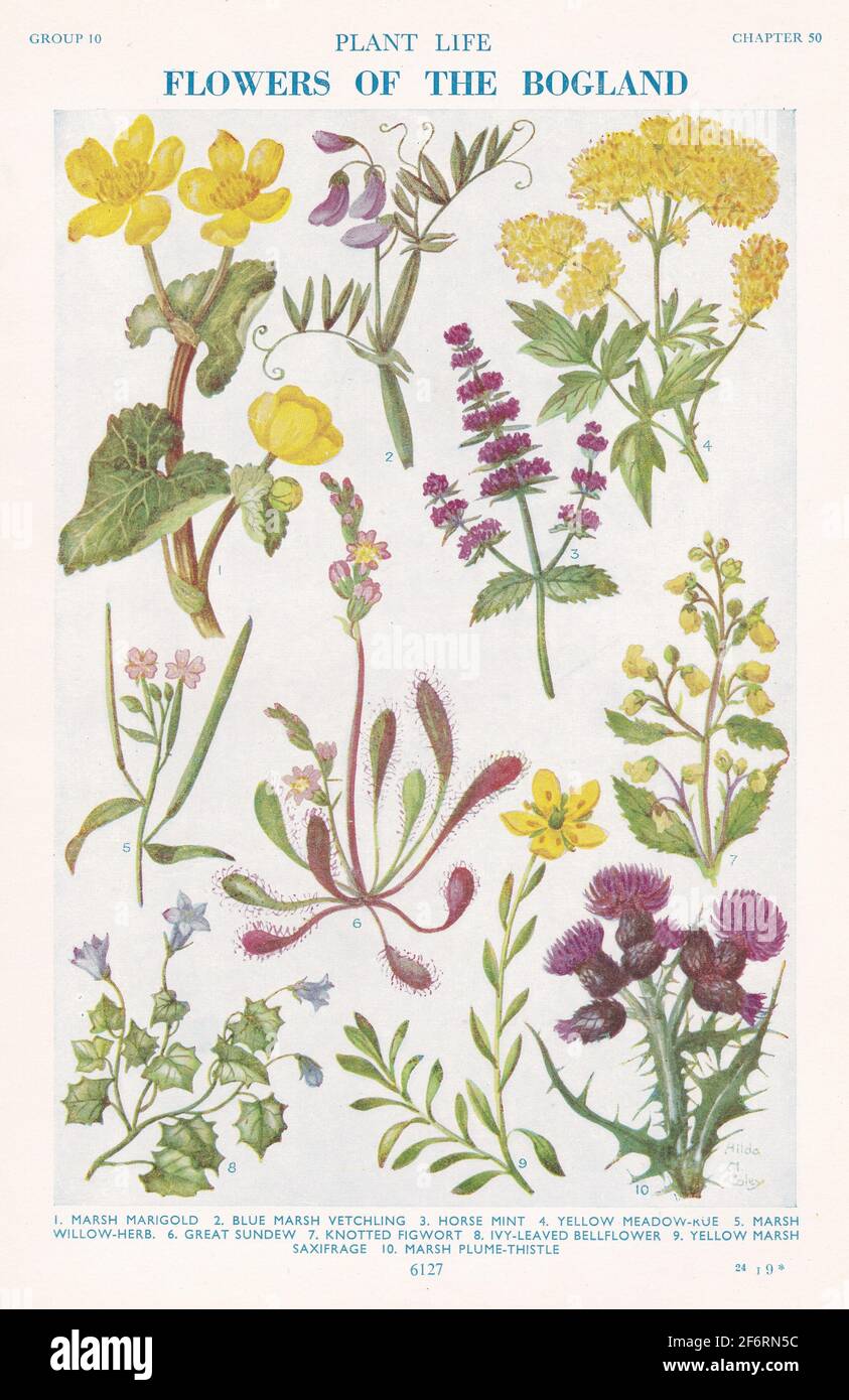 Vintage-Illustrationen von Blumen des Sumpfes. Stockfoto