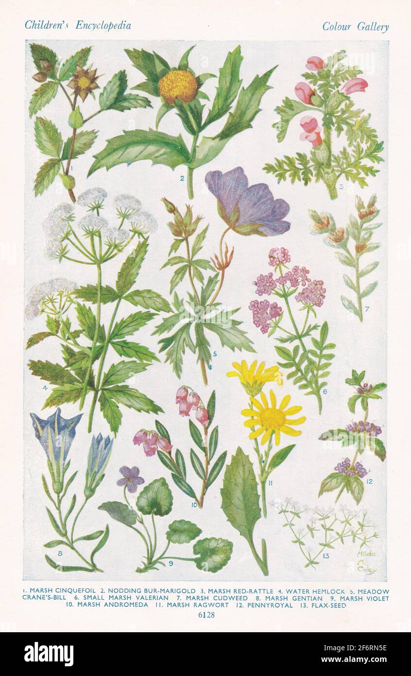 Vintage-Illustrationen von Blumen des Sumpfes. Stockfoto