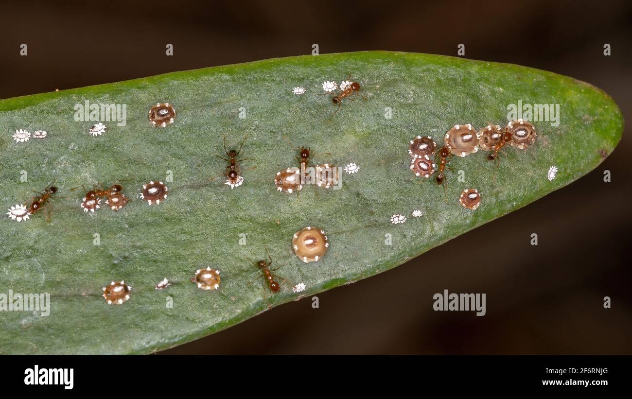 Schildkrötenschuppen Insekten der Familie Coccidae Stockfoto