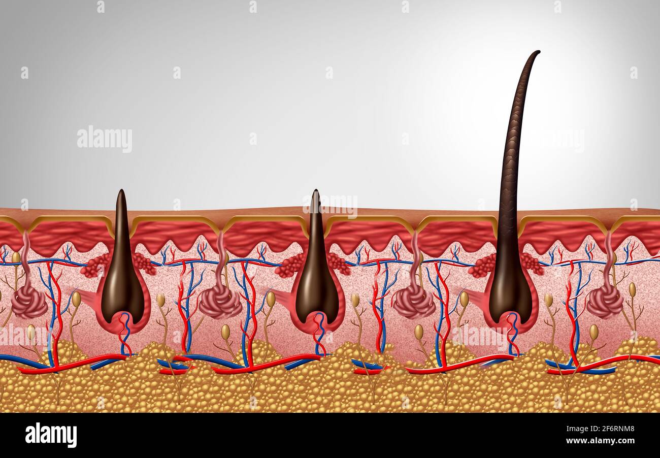 Die Anatomie der Haarfollikel und der Trichologie wird als menschliche Hautkopfhaut Nahaufnahme dargestellt, wobei ein Schaft als dermatologisches medizinisches Symbol als 3D-Illustration erscheint. Stockfoto