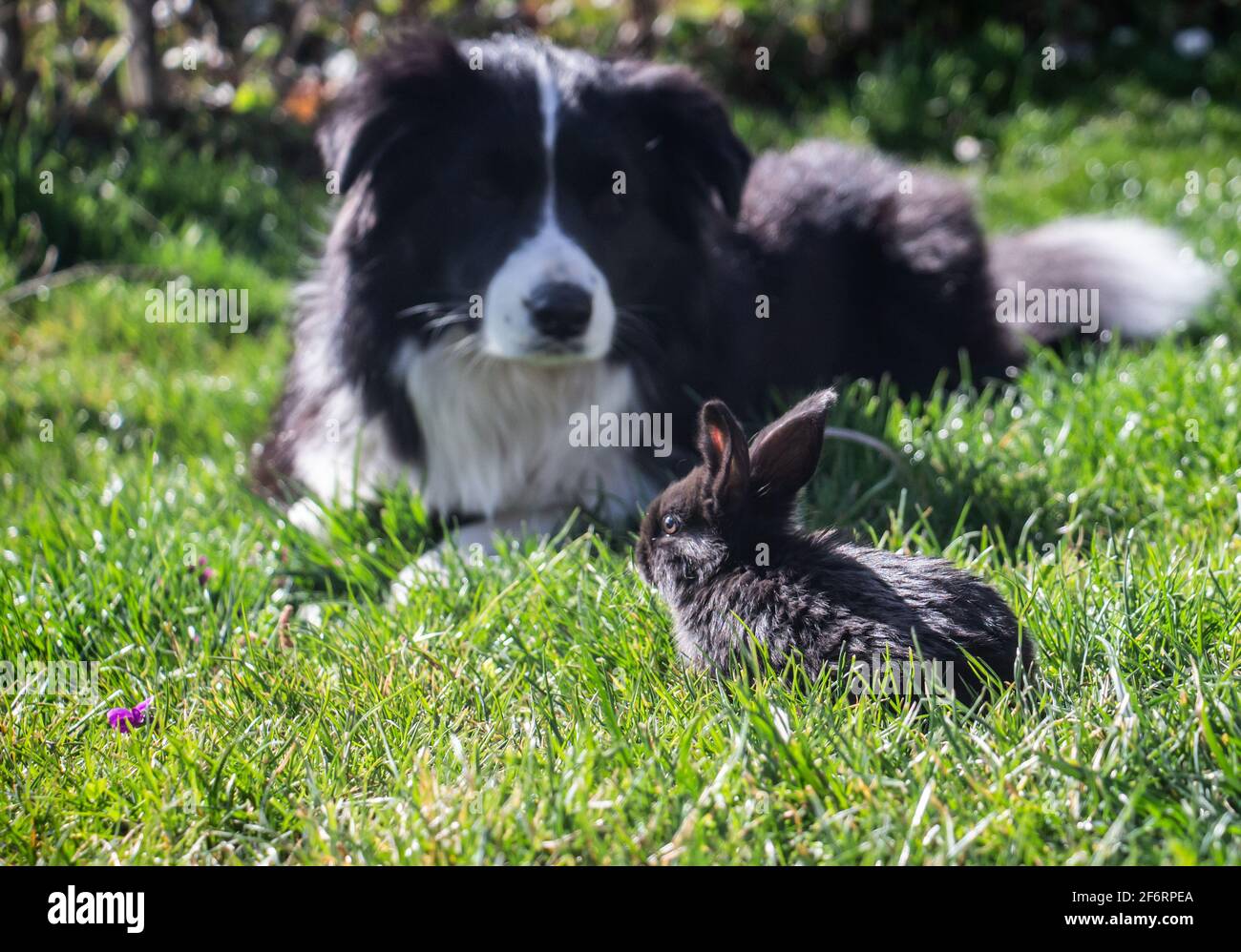 Border Collie kümmert sich um den Hasen im grünen Gras Stockfoto