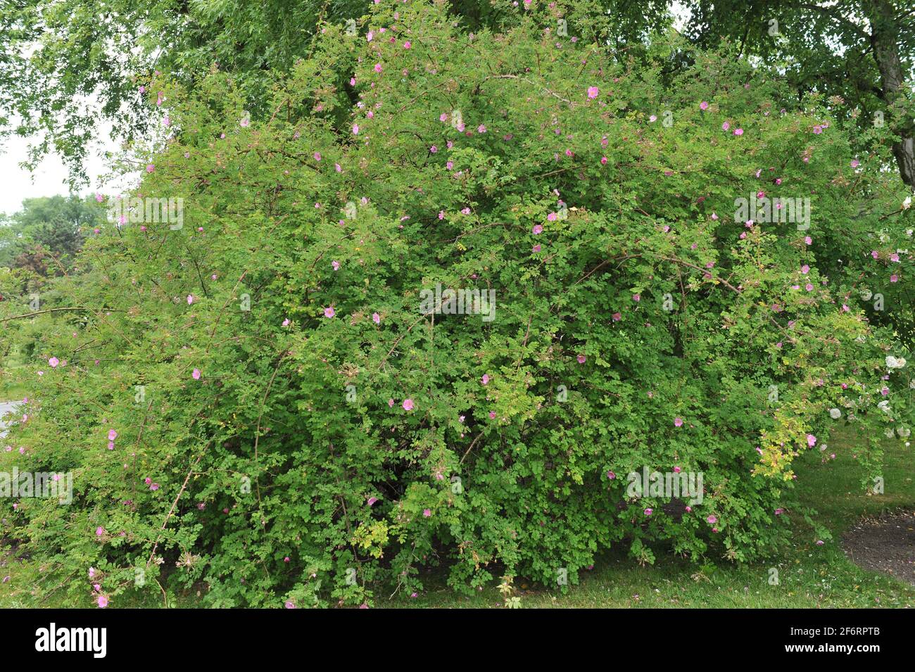 Die rosa Rosenart (Rosa caudata) blüht im Juni in einem Garten Stockfoto