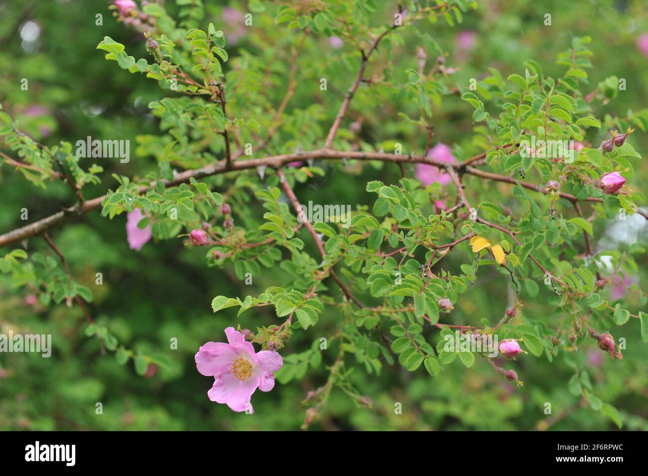 Die rosa Rosenart (Rosa caudata) blüht im Juni in einem Garten Stockfoto
