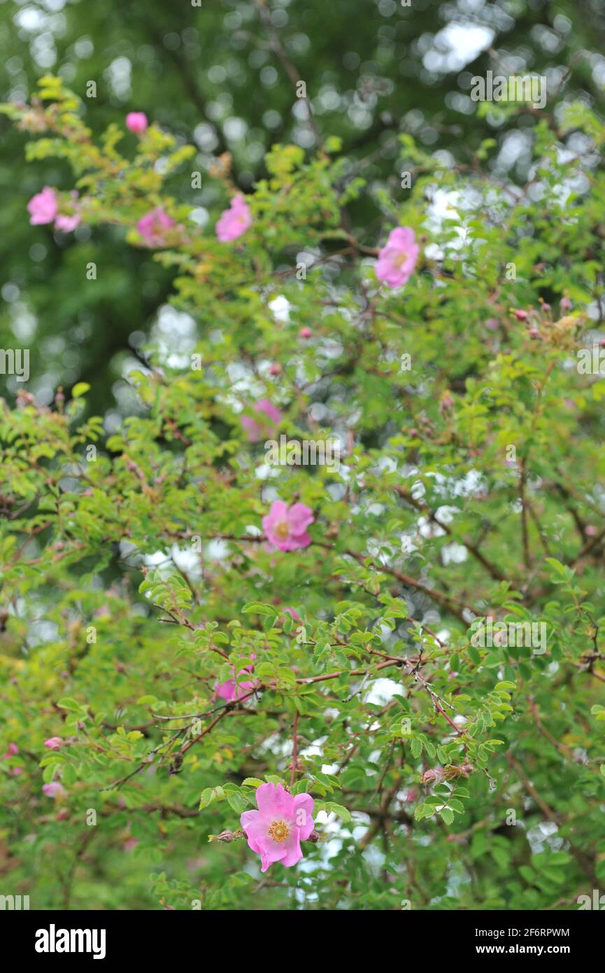 Die rosa Rosenart (Rosa caudata) blüht im Juni in einem Garten Stockfoto