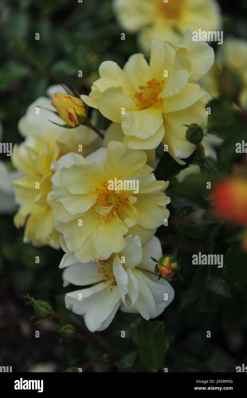 Gelbe Strauchrose (Rosa) Celina blüht im Juni in einem Garten Stockfoto