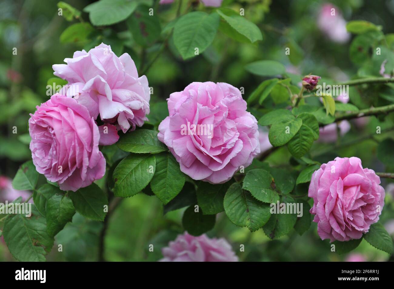 Rosa Bourbon Rose (Rosa) Champion der Welt blüht im Juni in einem Garten Stockfoto