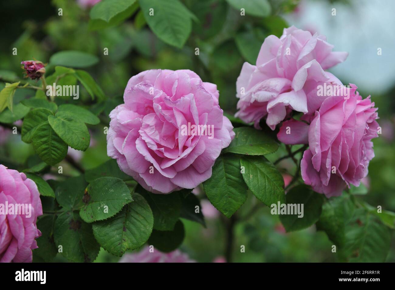 Rosa Bourbon Rose (Rosa) Champion der Welt blüht im Juni in einem Garten Stockfoto