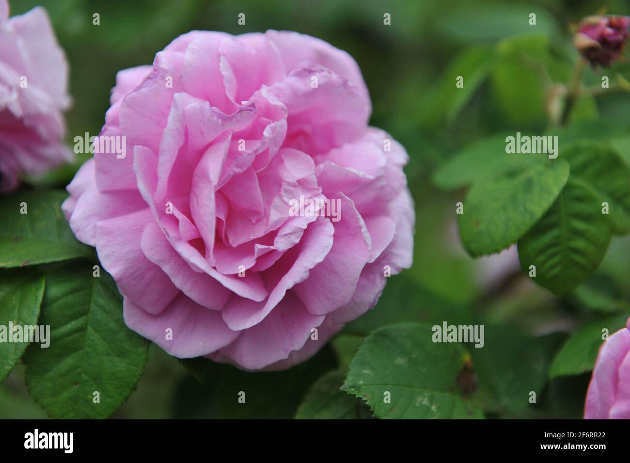 Rosa Bourbon Rose (Rosa) Champion der Welt blüht im Juni in einem Garten Stockfoto