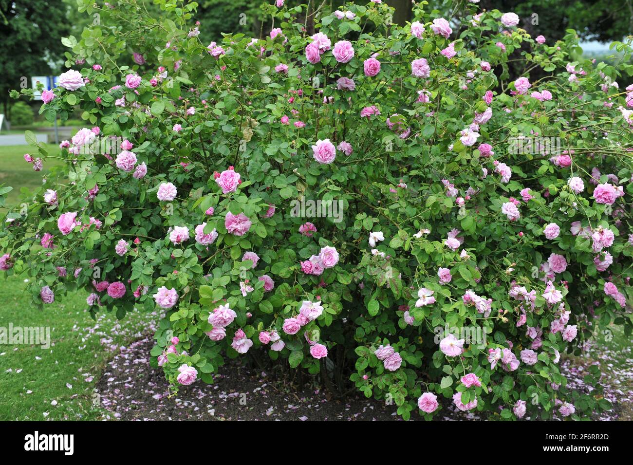 Rosa Bourbon Rose (Rosa) Champion der Welt blüht im Juni in einem Garten Stockfoto