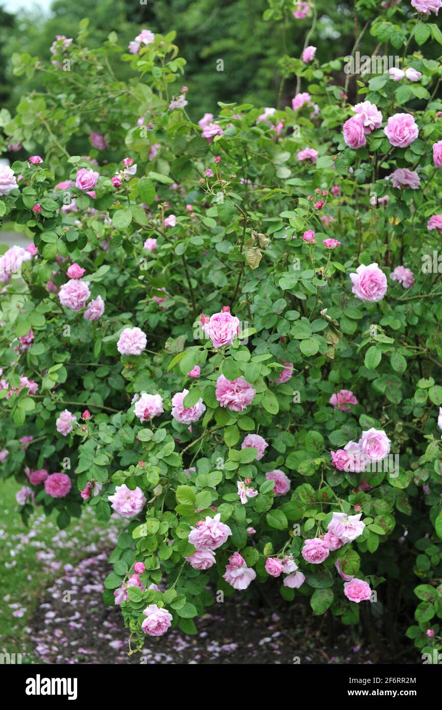 Rosa Bourbon Rose (Rosa) Champion der Welt blüht im Juni in einem Garten Stockfoto