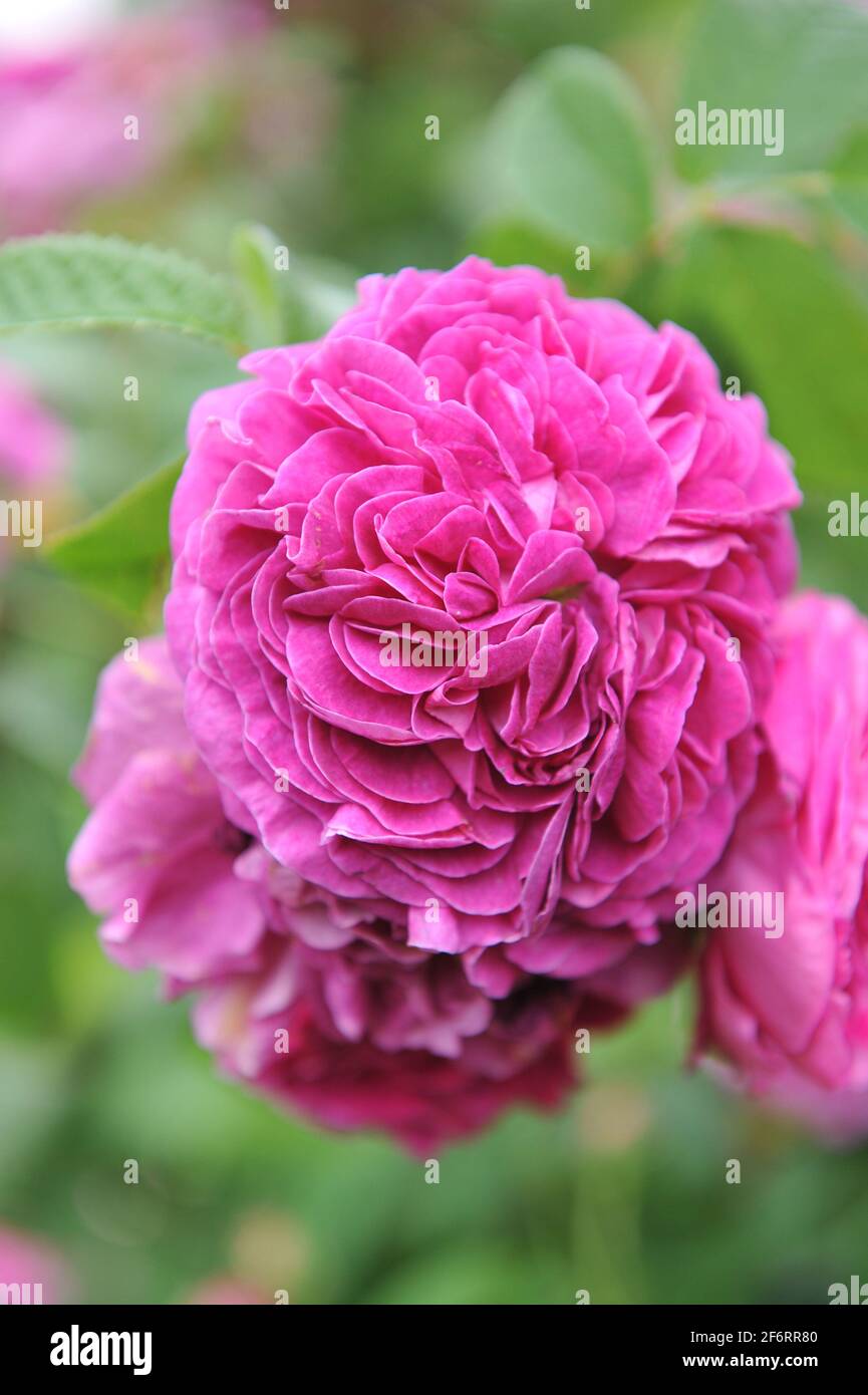 Im Juni blüht die mauvenblütige Provins Rose (Rosa gallica) Charles de Mills in einem Garten Stockfoto