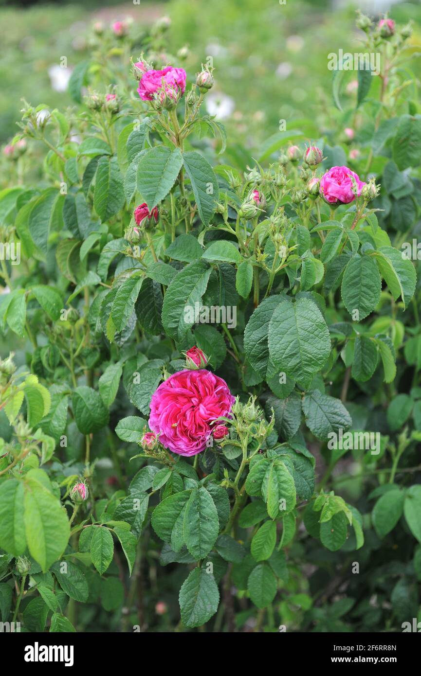 Im Juni blüht die mauvenblütige Provins Rose (Rosa gallica) Charles de Mills in einem Garten Stockfoto