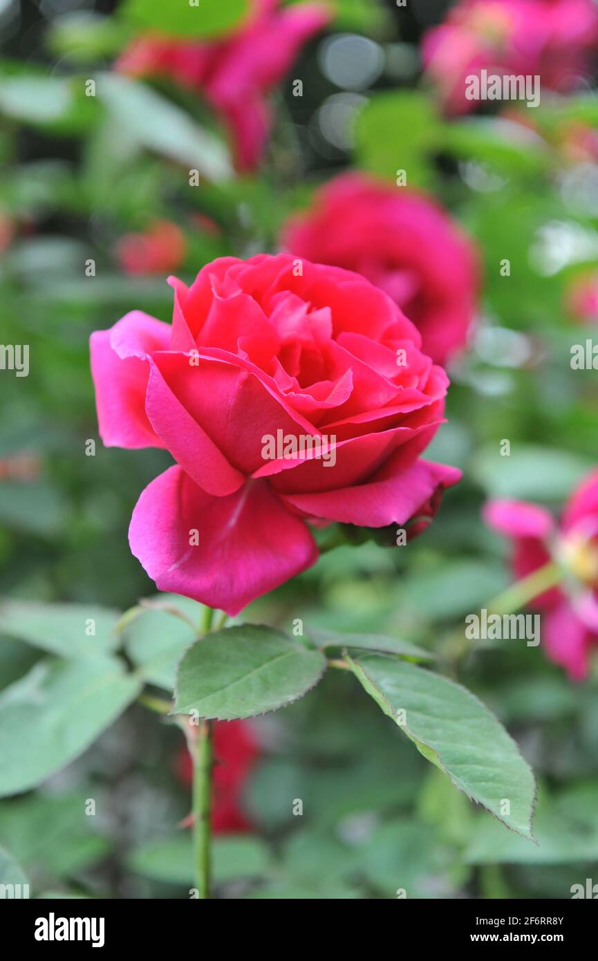 Dunkelrote Hybride Perpetuelle Rose (Rosa) Charles Lefebvre blüht im Juni in einem Garten Stockfoto