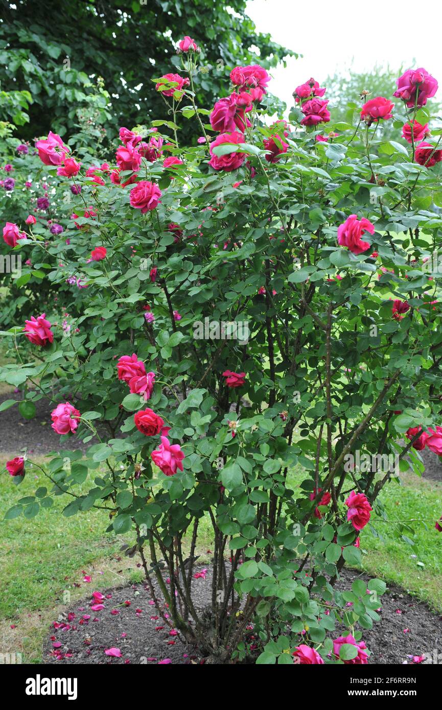 Dunkelrote Hybride Perpetuelle Rose (Rosa) Charles Lefebvre blüht im Juni in einem Garten Stockfoto