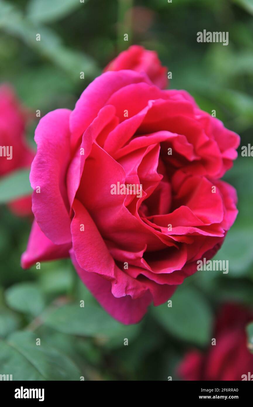 Dunkelrote Hybride Perpetuelle Rose (Rosa) Charles Lefebvre blüht im Juni in einem Garten Stockfoto