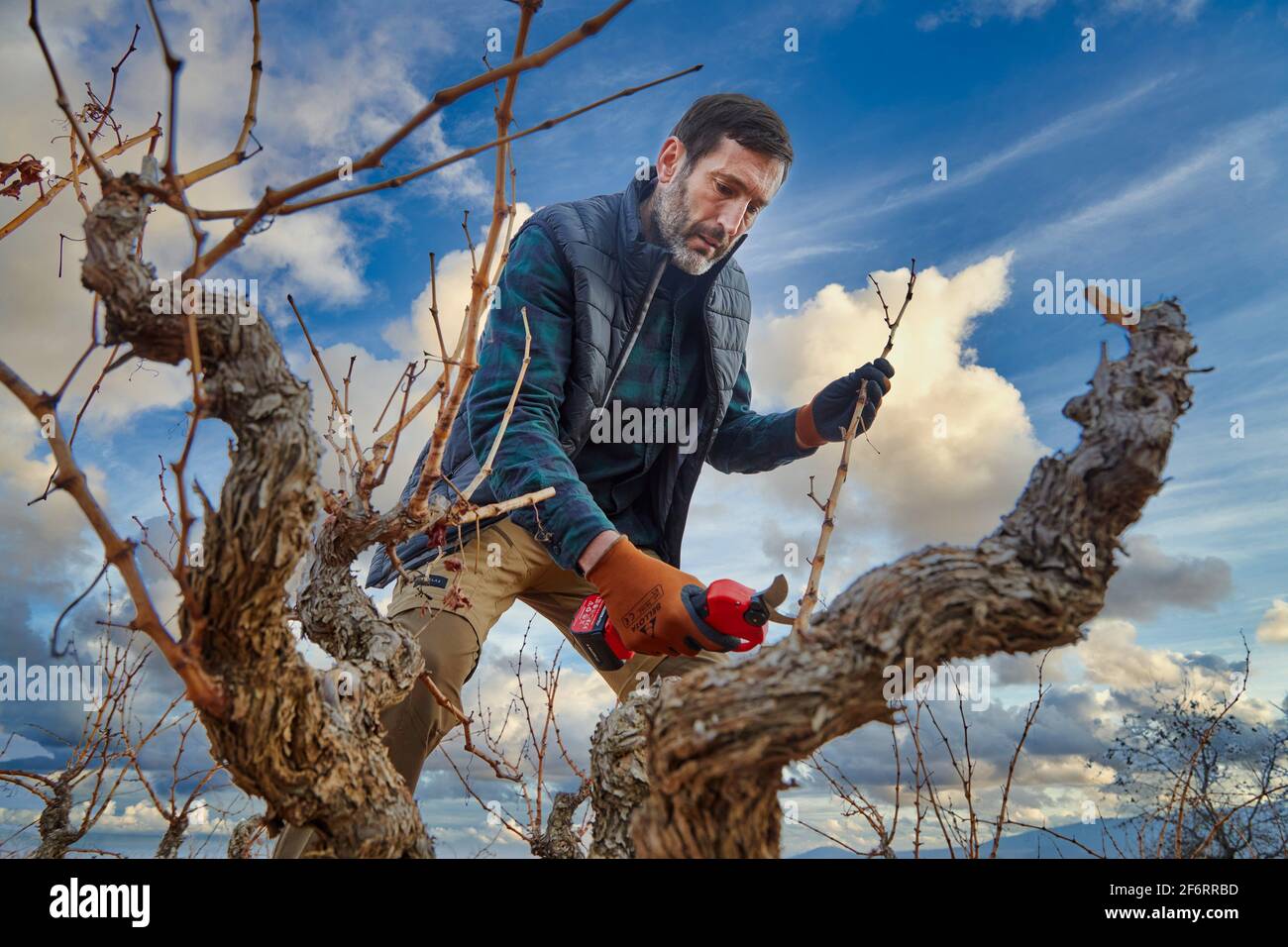 Landwirt mit elektrischer Baumschere, Weingut, Rja, Spanien, Europa. Stockfoto
