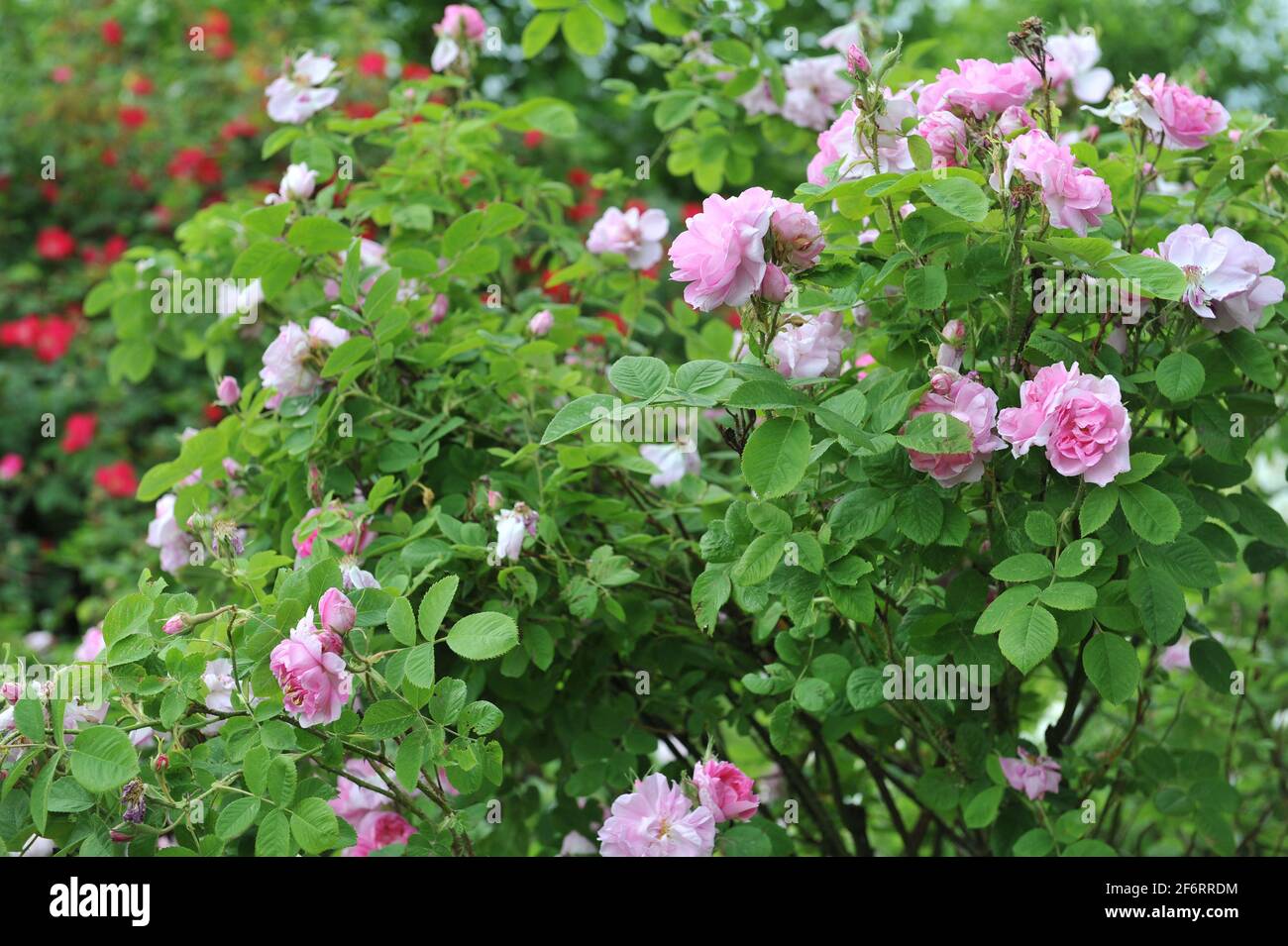 Rosa Provins Rose (Rosa gallica) Chataeu de Namur blüht im Juni in einem Garten Stockfoto