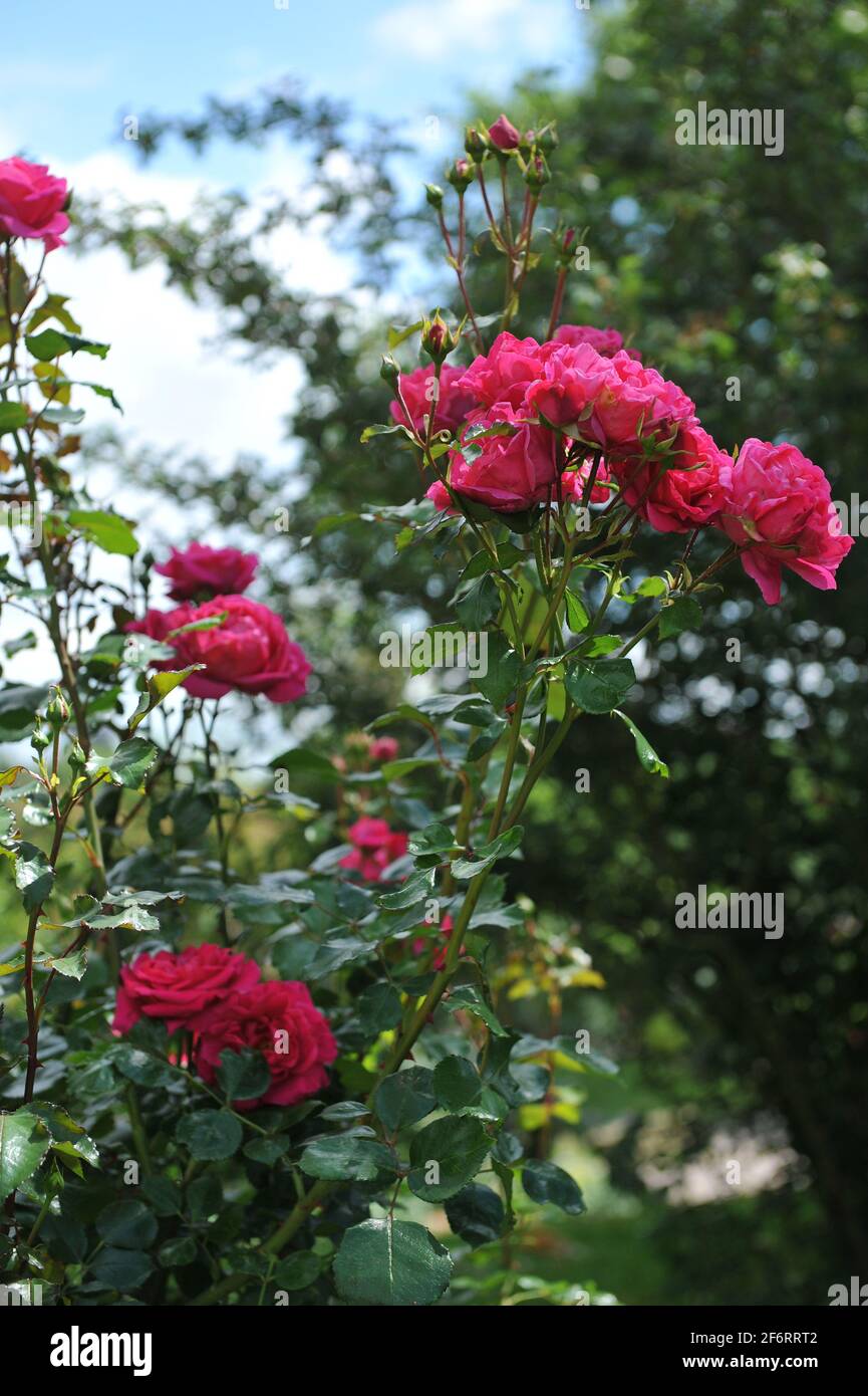 Im Juni blüht in einem Garten die tiefrosa Strauchrose (Rosa) Cherryade Stockfoto