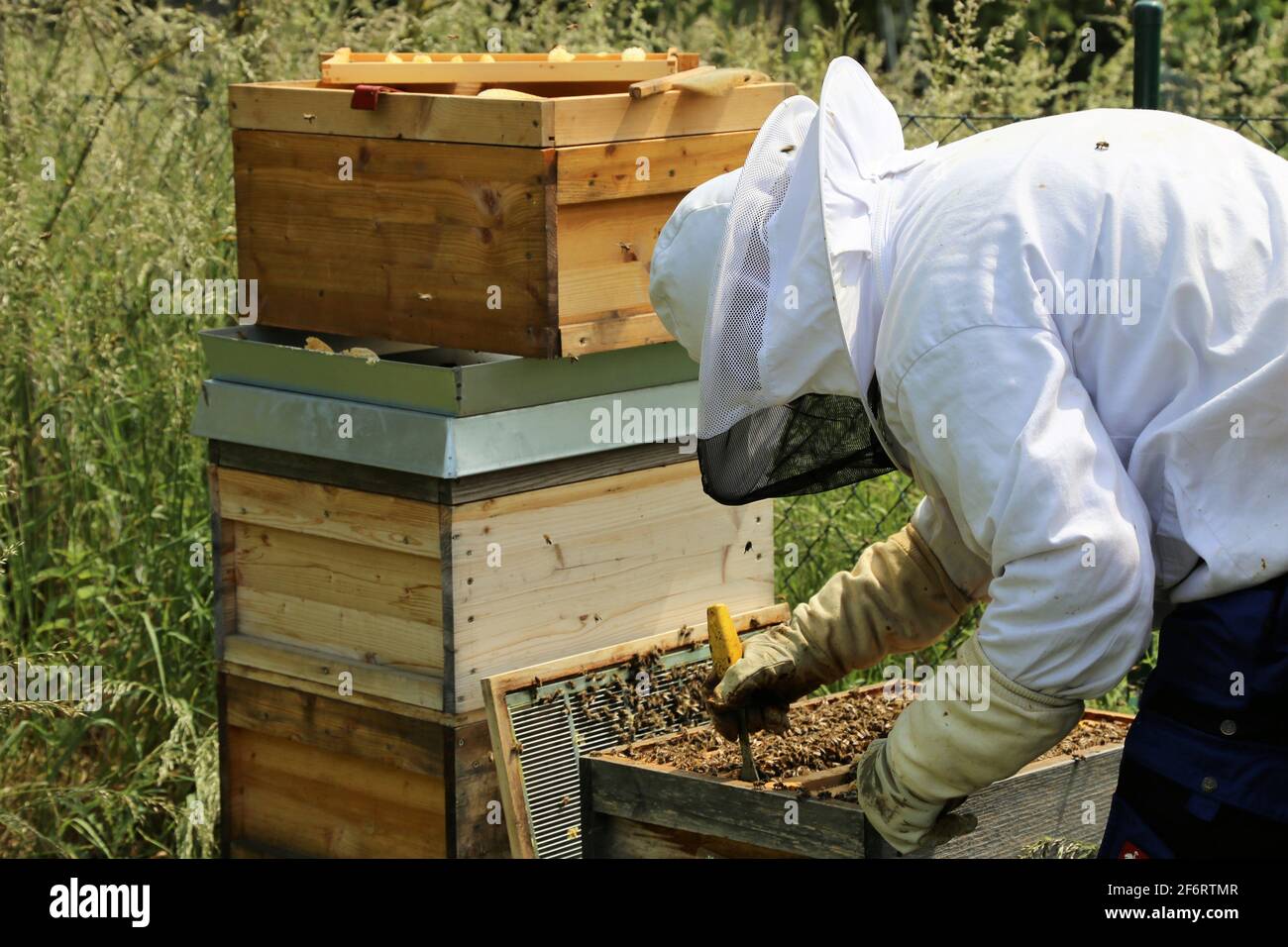 Imker arbeitet an seinem Bienenstock. Stockfoto