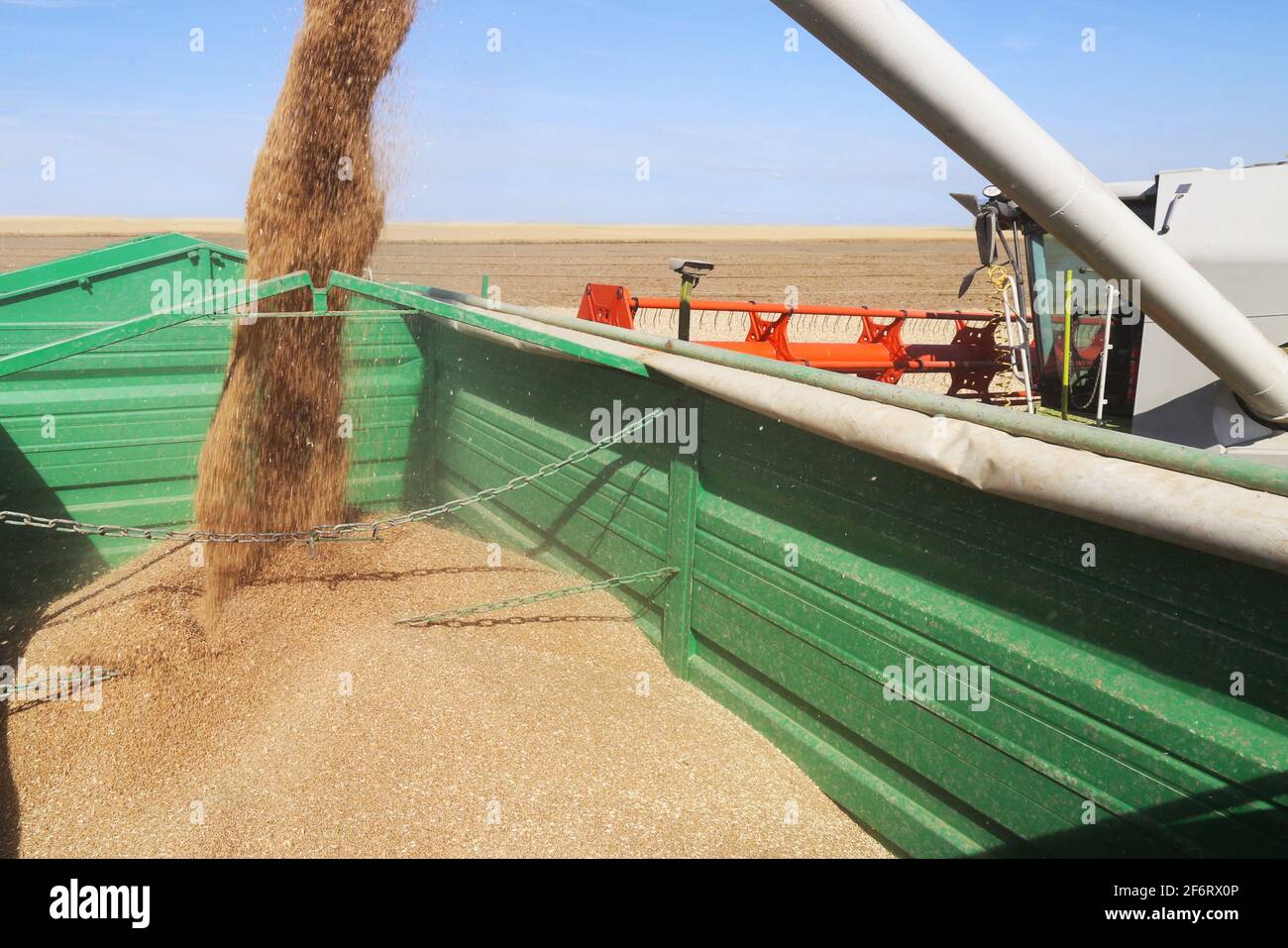 Landwirtschaftliche Getreideernte mit Mähdrescher wird das Getreide entladen. Stockfoto