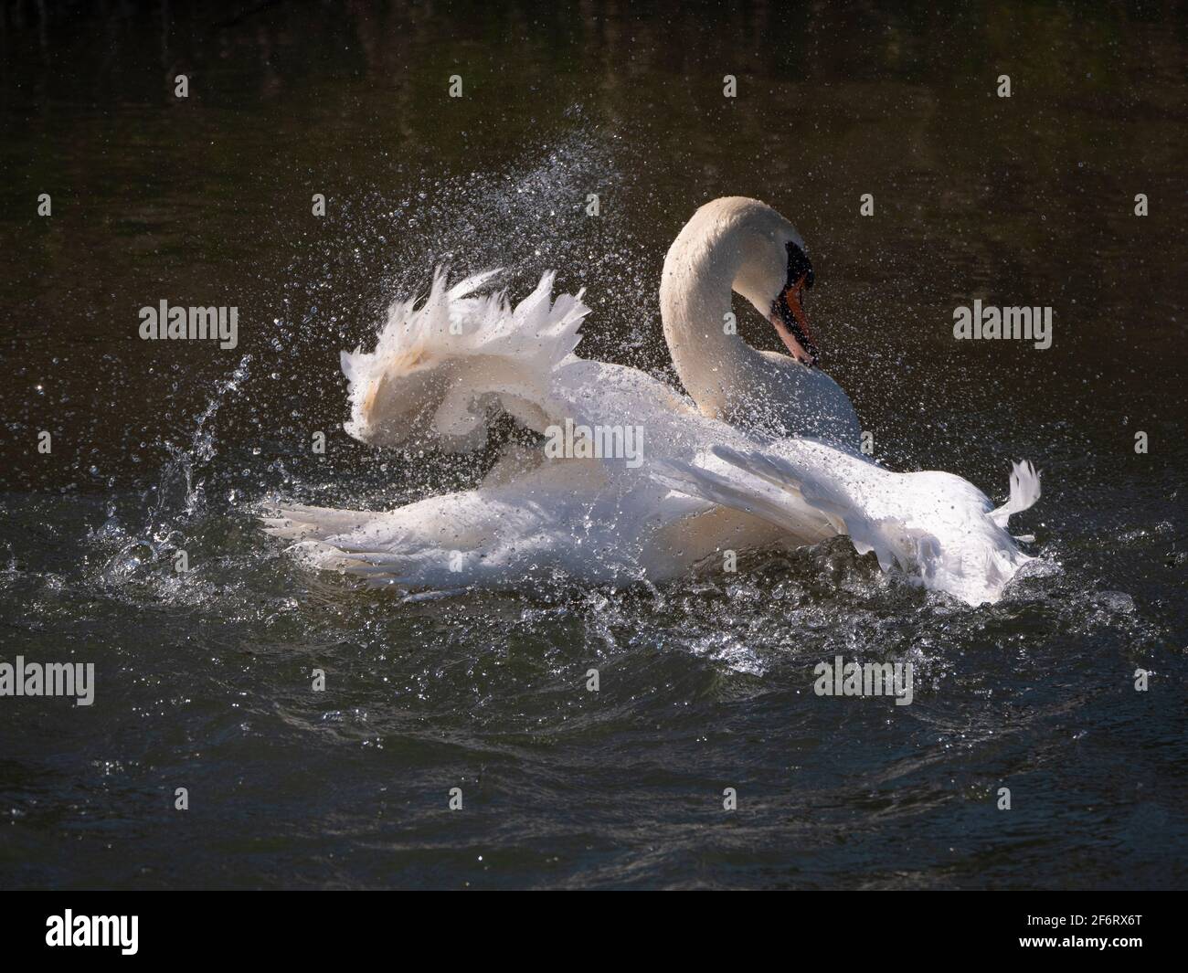 Erwachsener weißer Schwan im schmalen Fluss, der an einem hellen, sonnigen Tag flattern und sich waschen kann. Stockfoto