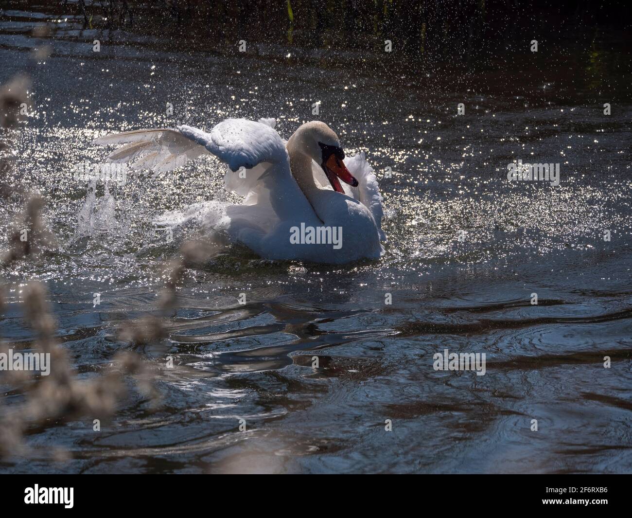Erwachsener weißer Schwan im schmalen Fluss, der an einem hellen, sonnigen Tag flattern und sich waschen kann. Stockfoto