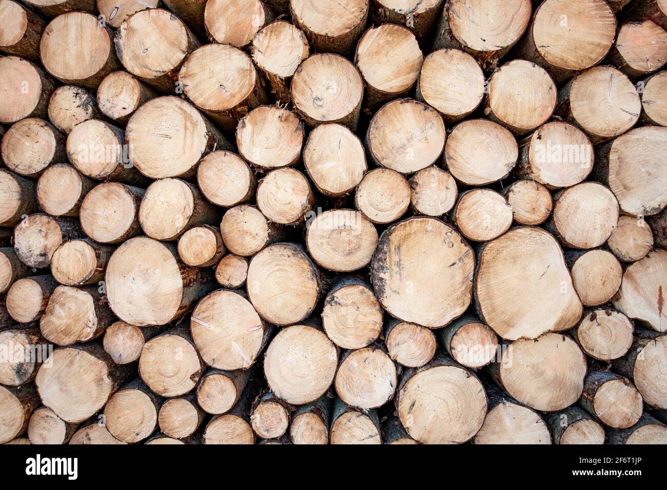 Geschnittene und aufgereihte Baumstämme sind für die Verarbeitung durch die Holzindustrie bereit. Stockfoto