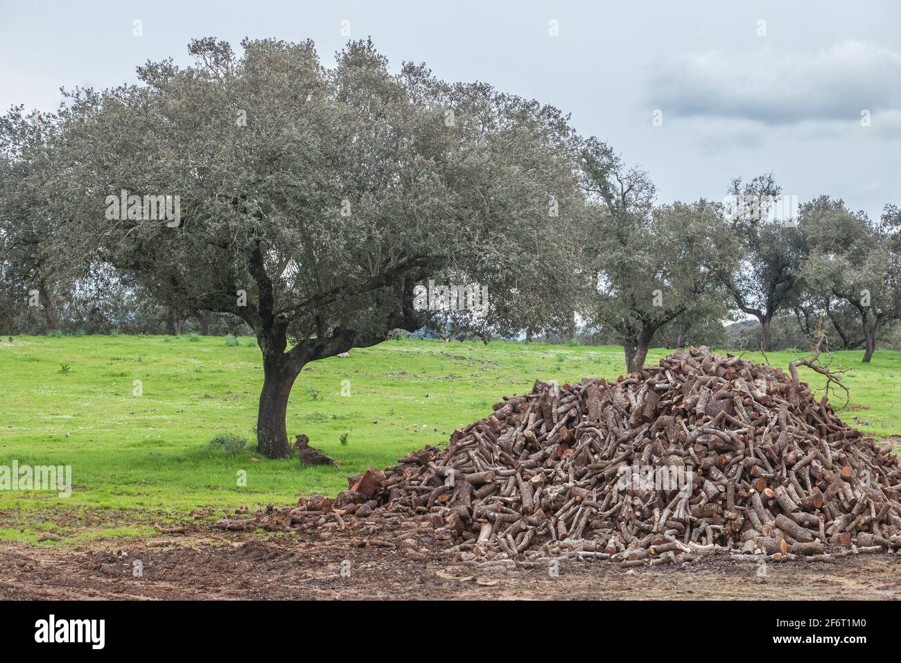 Holm Eiche Brennholz aus dem Schnitt gewonnen. Traditionelle dehesa-Forstwirtschaft, Extremadura, Spanien. Stockfoto