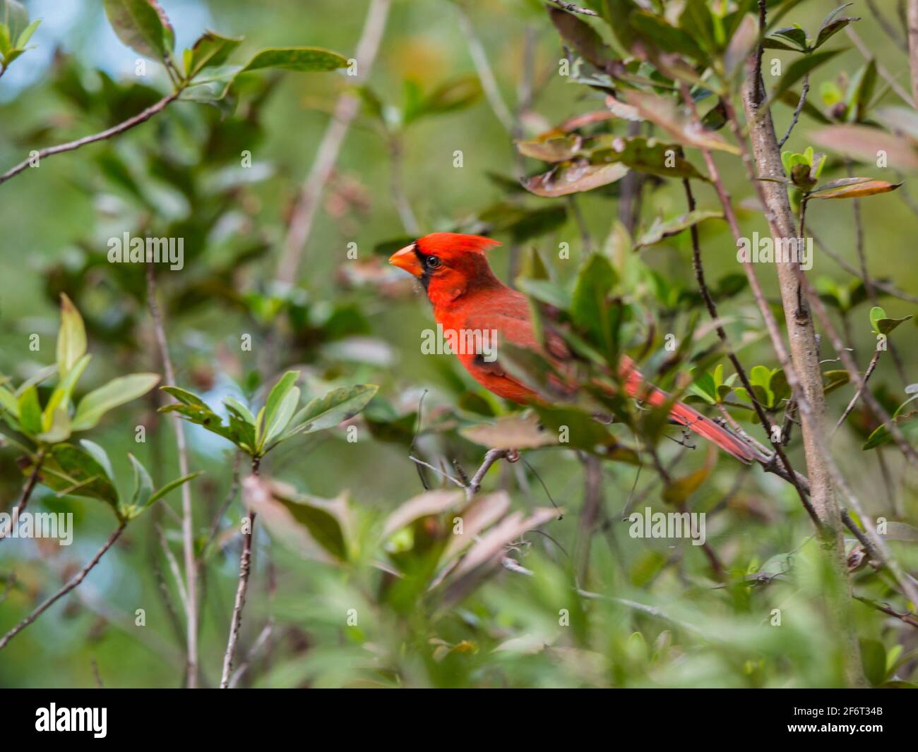 Kardinal (Cardinalis cardinalis). Der Northern Cardinal ist ein ziemlich großer, langschwänziger singvögel mit einem kurzen, sehr dicken Schnabel und einem markanten Wappen. Stockfoto