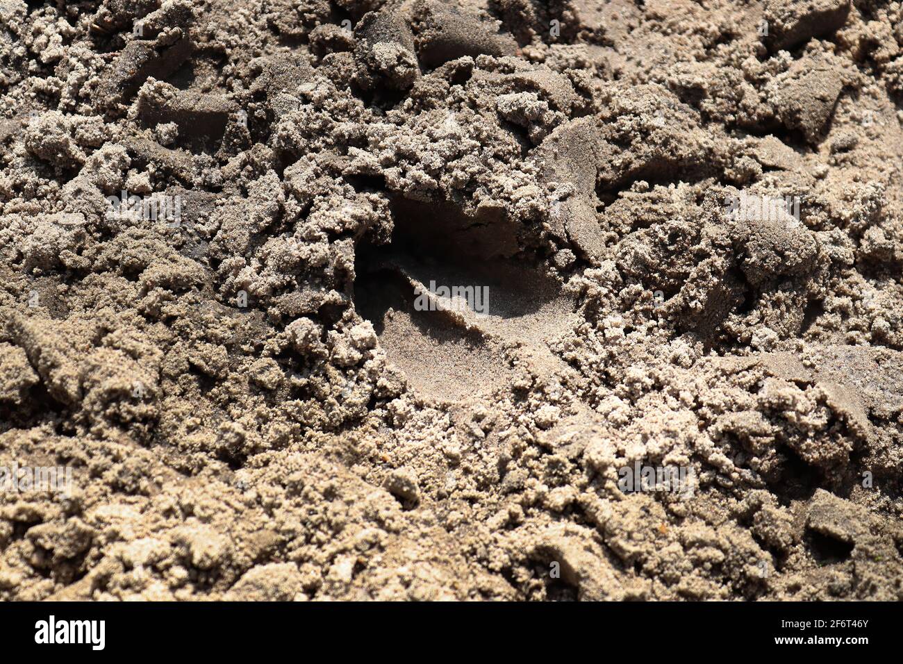 Eine Hufspur im Sand von einem Hirsch Stockfoto