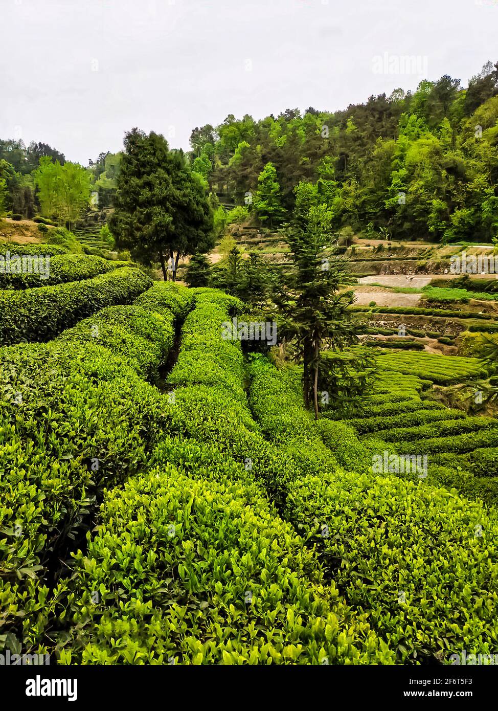 Teeplantage. Hubei. China. Stockfoto