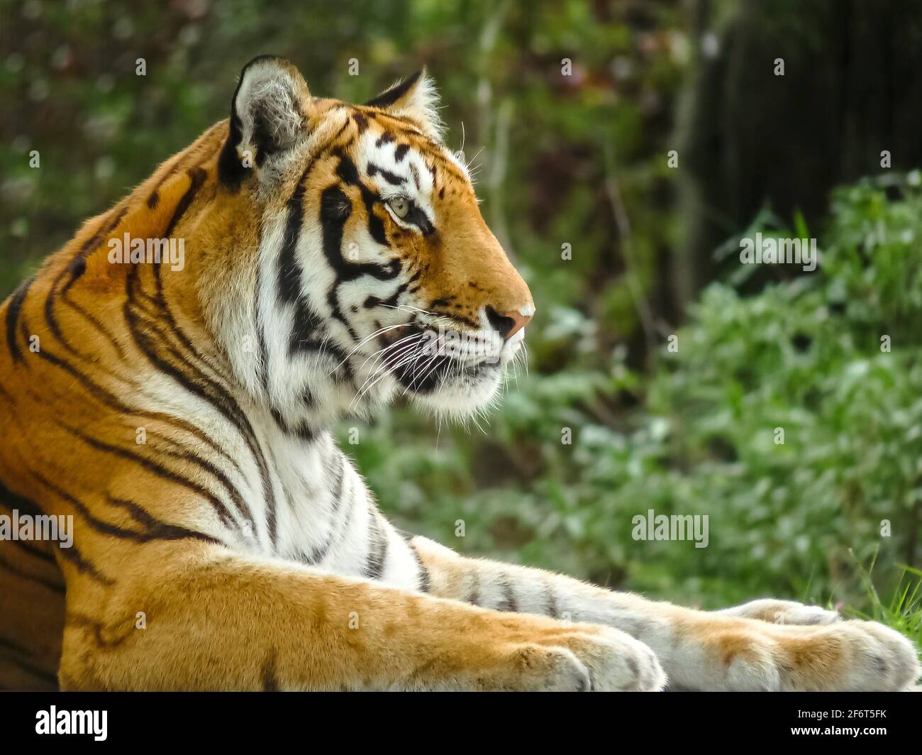 Tiger (Panthera tigris tigris). Stockfoto