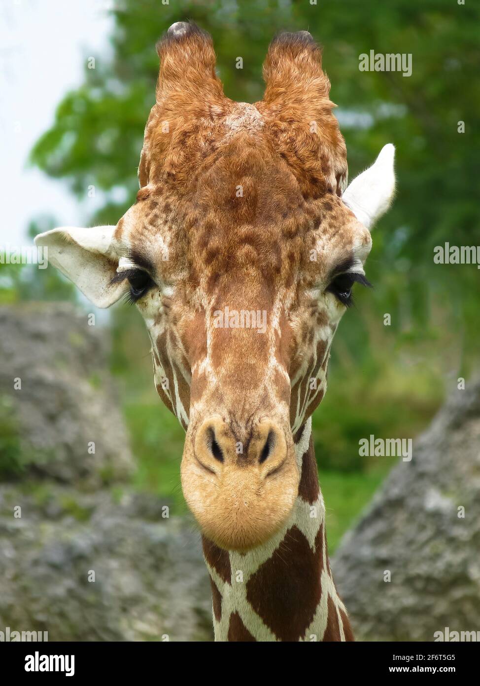Die Giraffe ist ein afrikanisches, gleichmäßiges Huftier-Säugetier, das höchste lebende Landtier und das größte Wiederkäuer. Es wird traditionell betrachtet Stockfoto