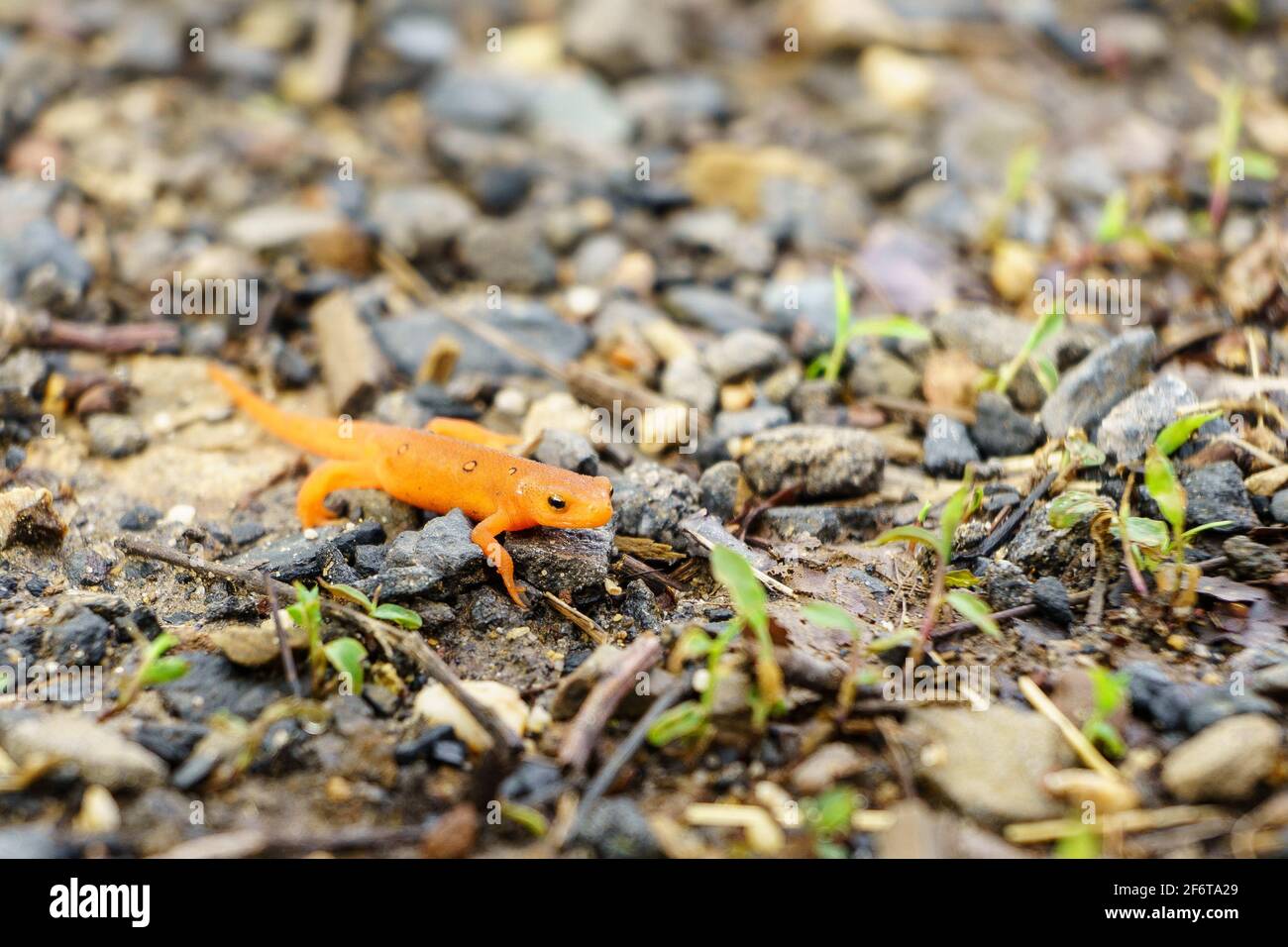 Eine Nahaufnahme eines kleinen orangefarbenen Salamanders auf einem Schotterweg Stockfoto