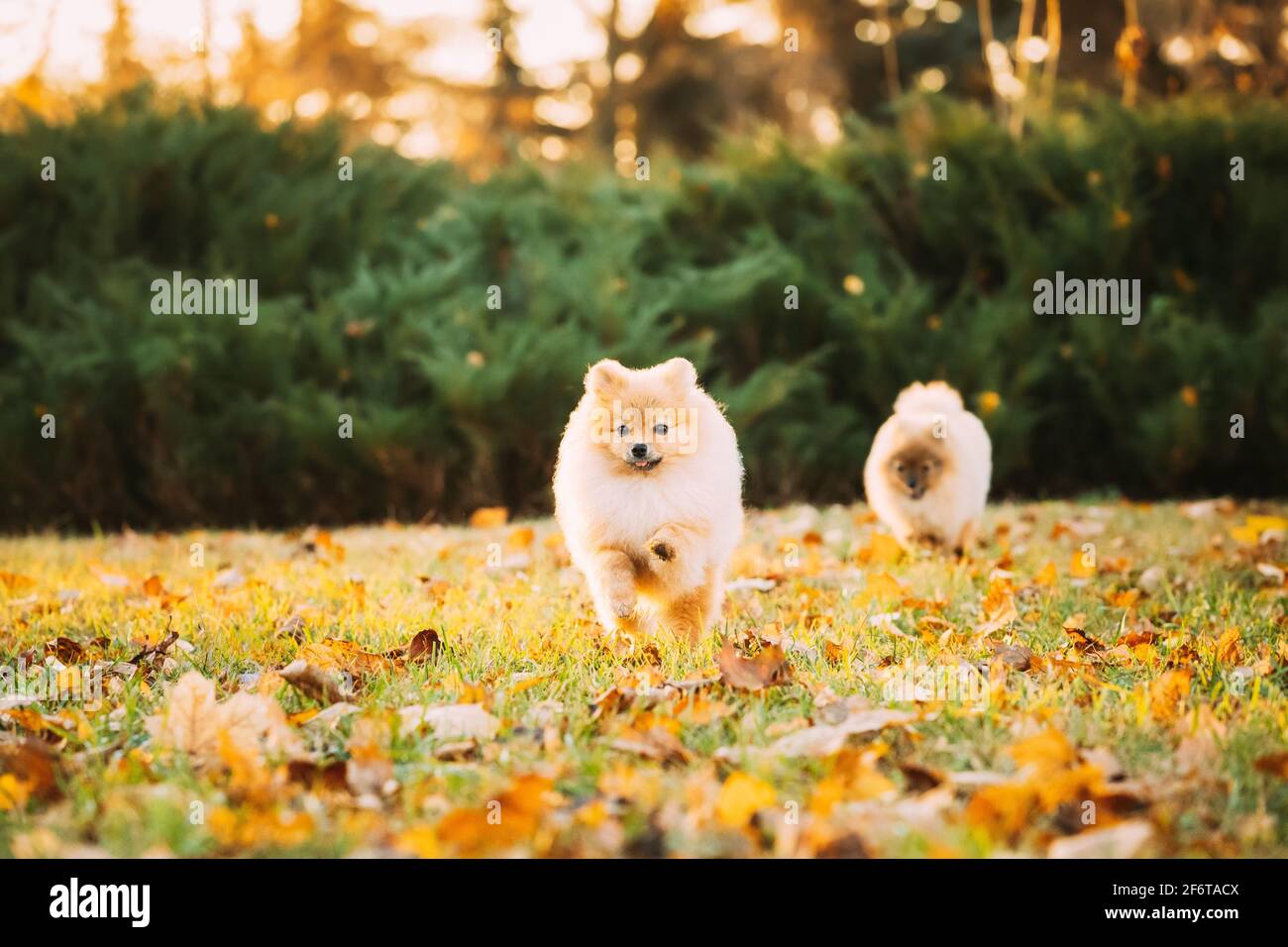 Lustige Junge Glücklich Red Puppy Pommern Spitz Welpen Hund Glücklich Spielen Laufen Im Freien Im Herbst Gras Stockfoto