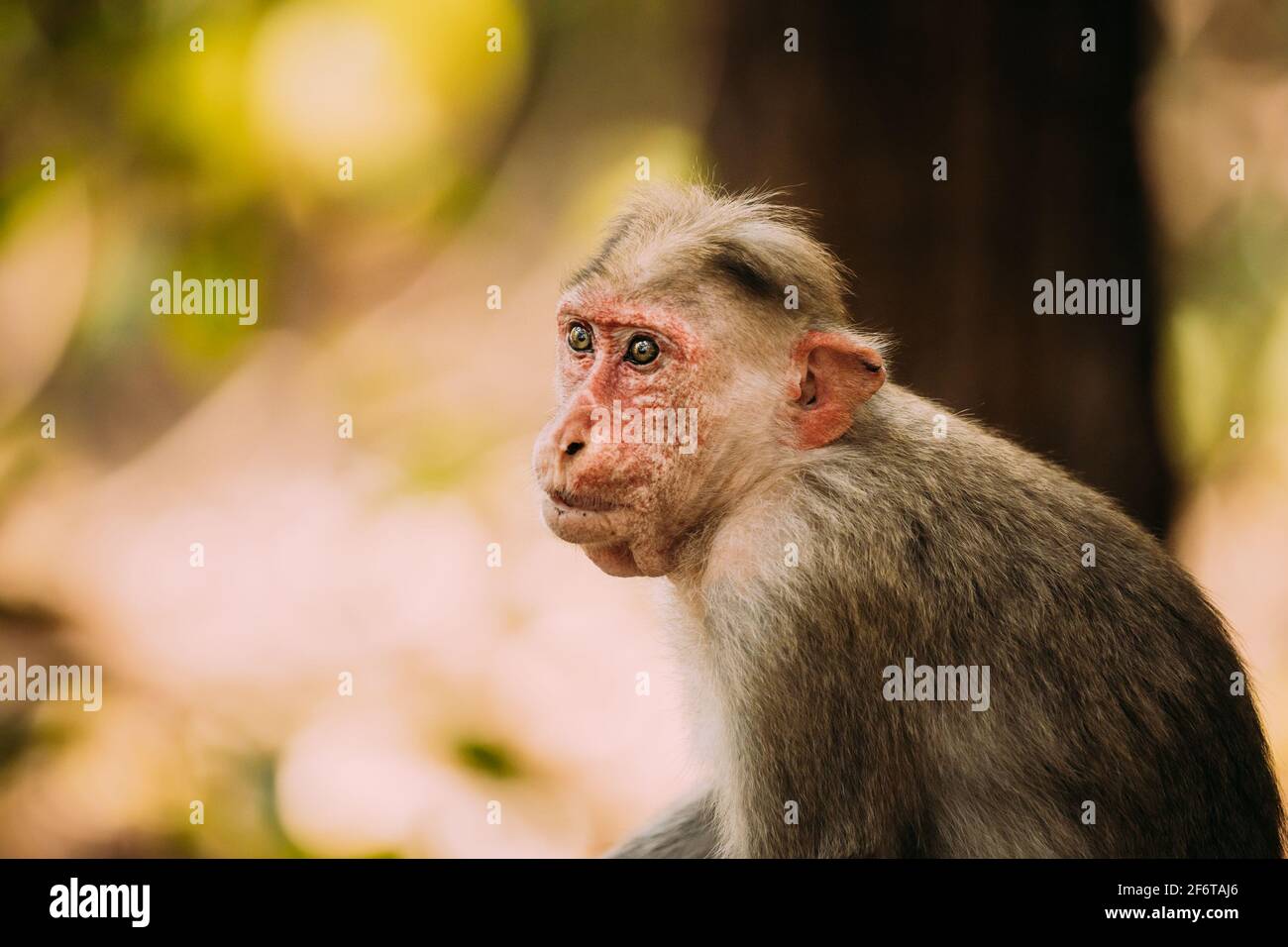 Goa, Indien. Alte Haube Macaque Affe - Macaca Radiata Oder Zati. Nahaufnahme Porträt Stockfoto