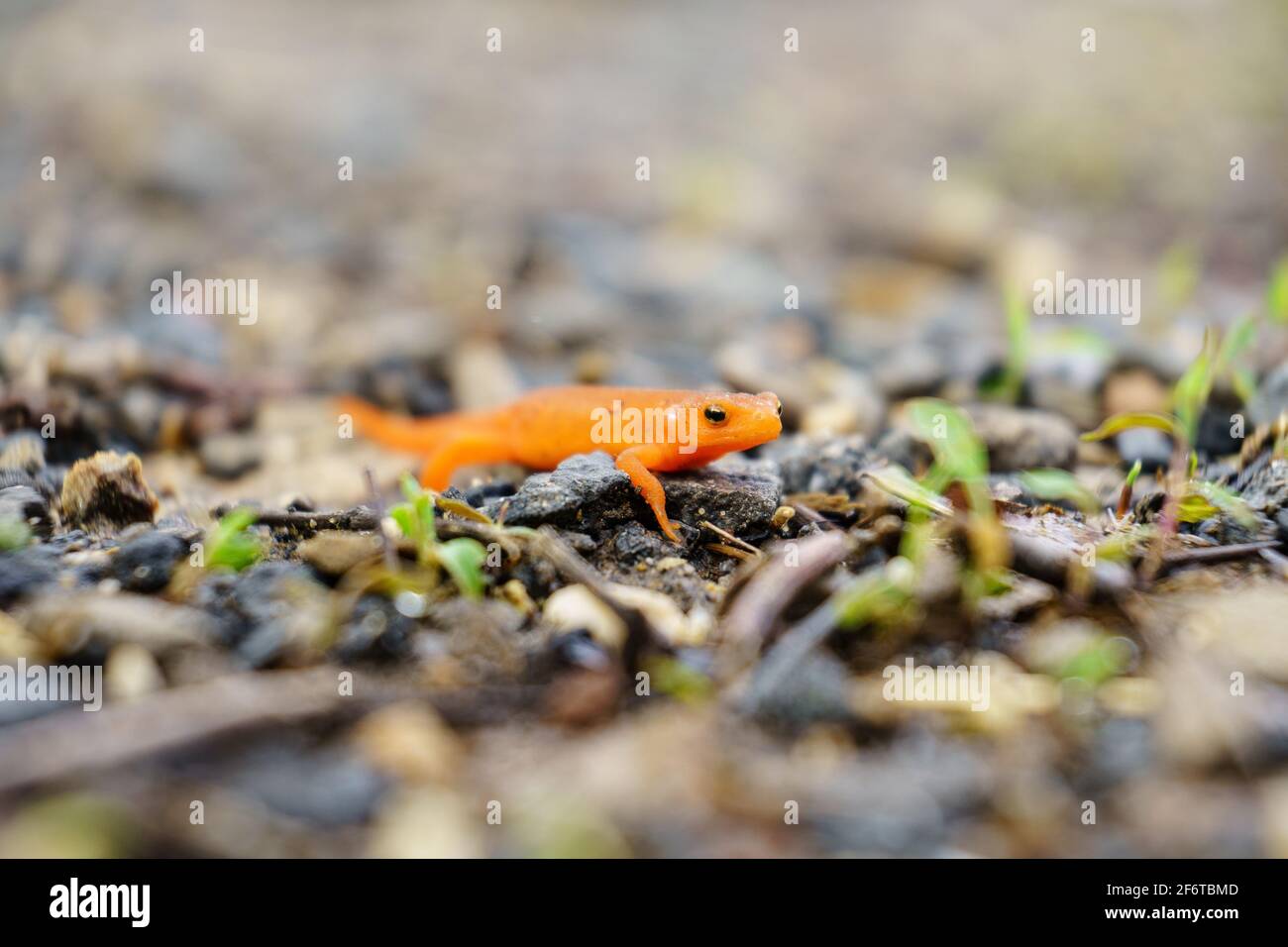 Eine Nahaufnahme eines kleinen orangefarbenen Salamanders auf einem Schotterweg Stockfoto