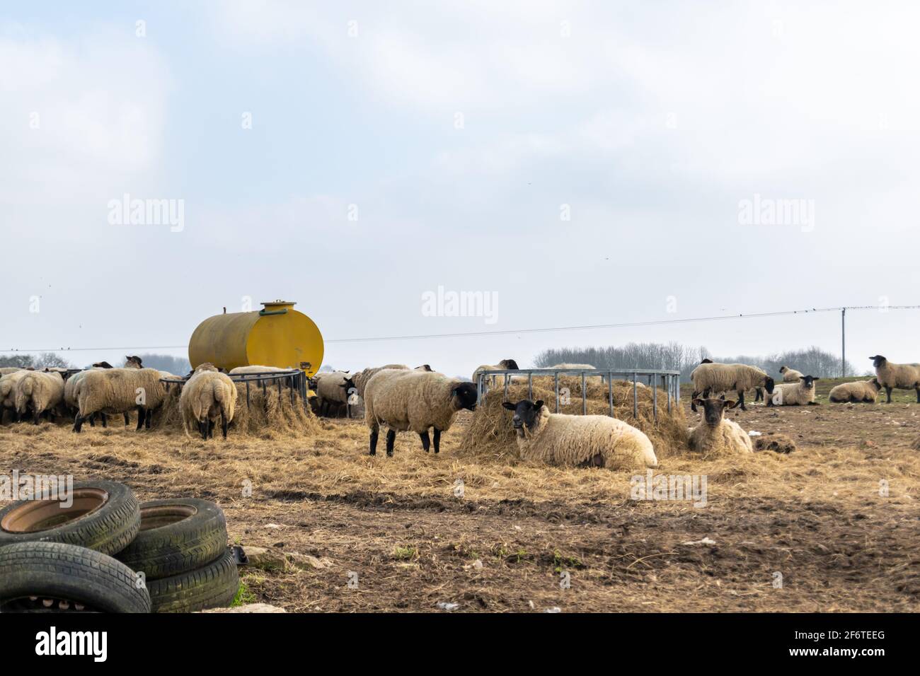 Viele Lämmer fressen aus dem Metallfutterhäuschen neben einem großen gelben Metallwassertank im offenen Gras-Ackerland, eine Gruppe von Tieren während der Fütterungszeit Stockfoto