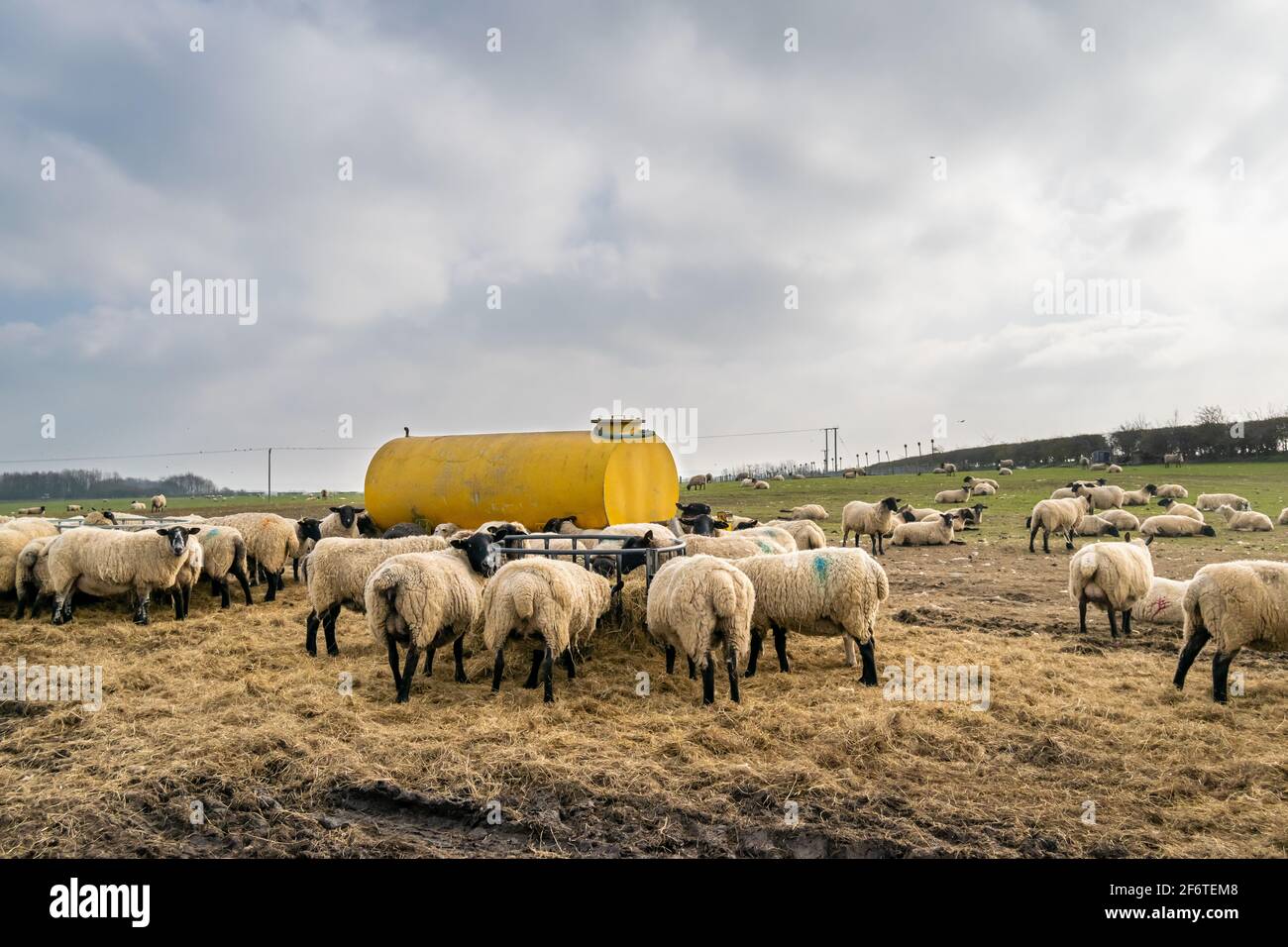 Viele Lämmer fressen aus dem Metallfutterhäuschen neben einem großen gelben Metallwassertank im offenen Gras-Ackerland, eine Gruppe von Tieren während der Fütterungszeit Stockfoto