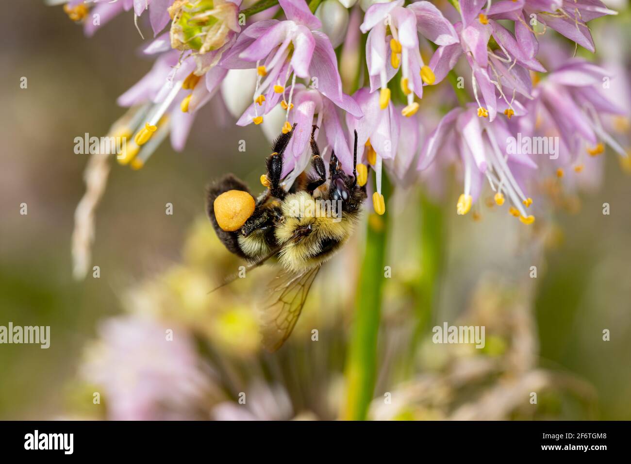 Bumble Biene füttert Nektar von nickenden Zwiebelwildblumen. Konzept der Insekten- und Wildtierschutz, Lebensraumschutz und Garten Blume gar Stockfoto