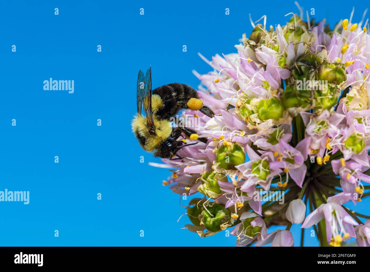 Bumble Biene füttert Nektar von nickenden Zwiebelwildblumen. Konzept der Insekten- und Wildtierschutz, Lebensraumschutz und Garten Blume gar Stockfoto