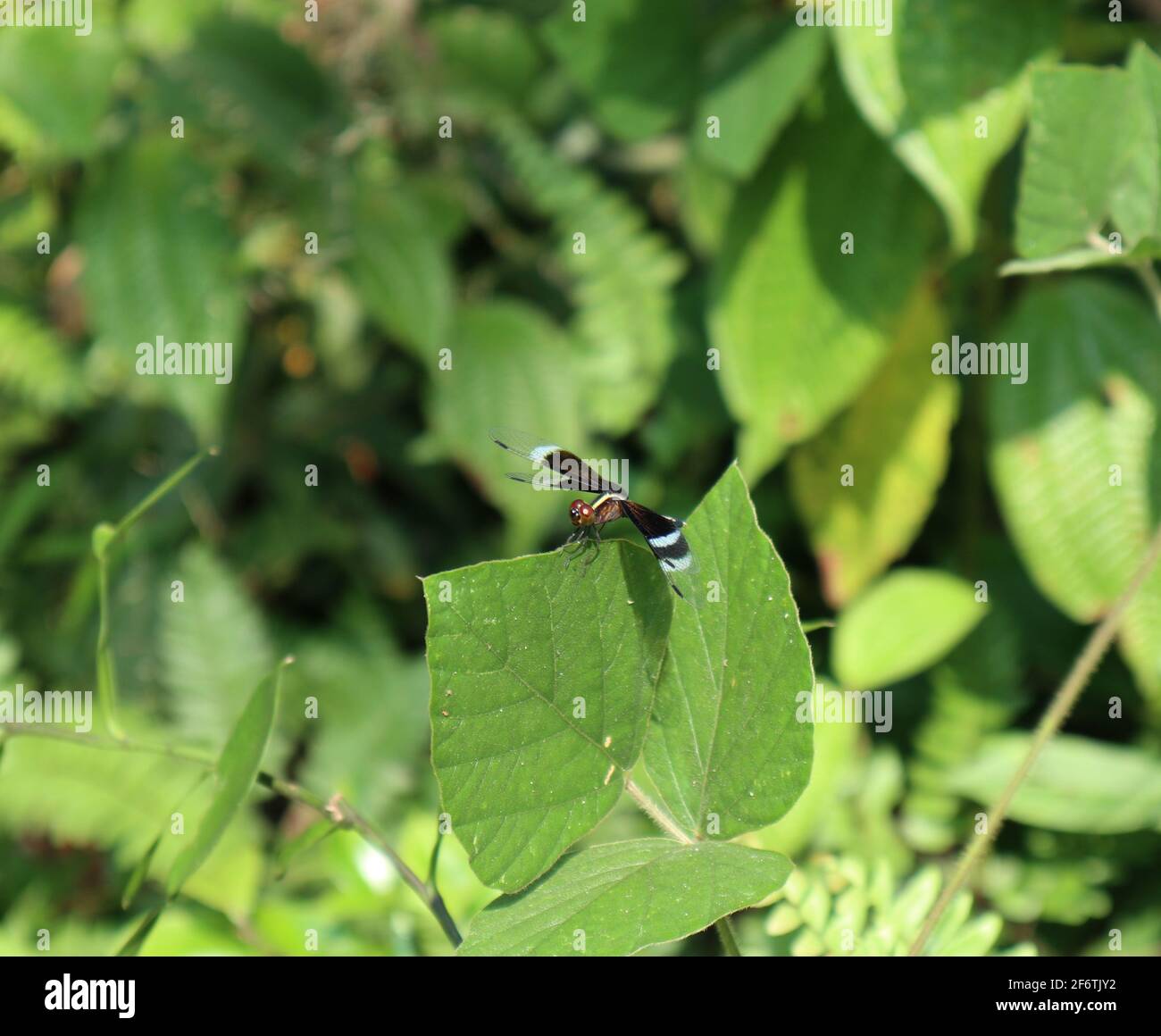 Eine schwarze Libelle mit roten Augen an der Spitze Ein Blatt an sonnigen Tagen Stockfoto