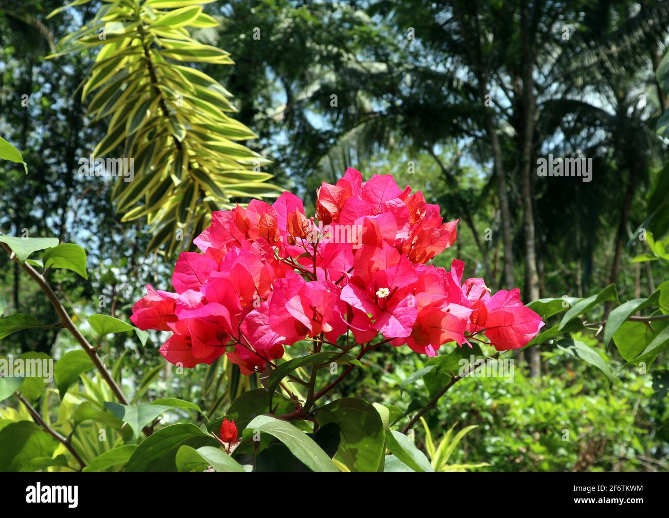 Ein Bouquet von roten Bougainvillea Blumen im Garten Stockfoto