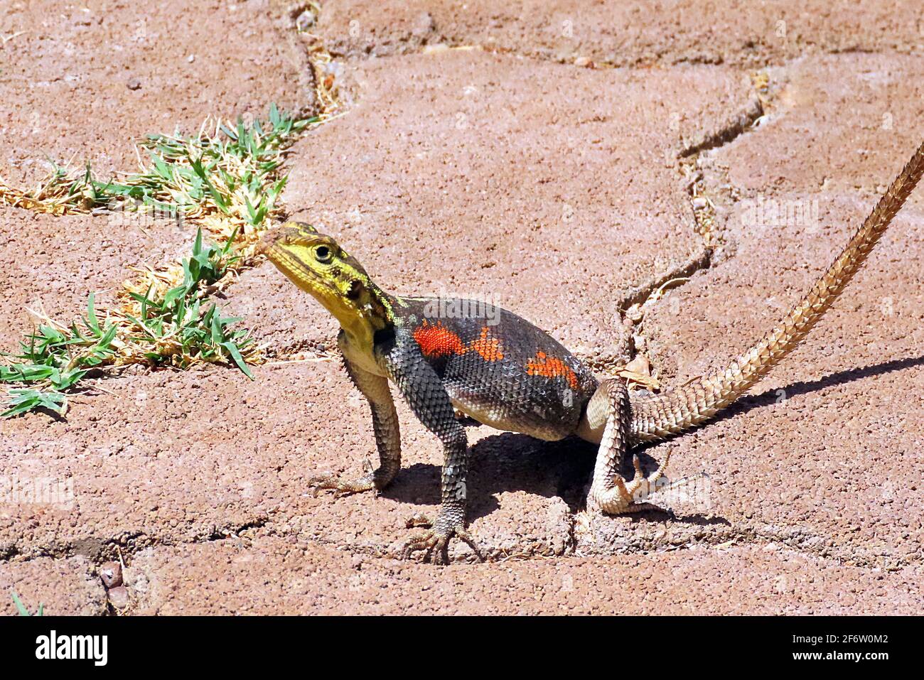 Ein Namib Rock Agama (Agama Planiceps), der in der Mittagshitze in Palmwag Junction, Damaraland, in Kunene, Namibia dominiert Stockfoto