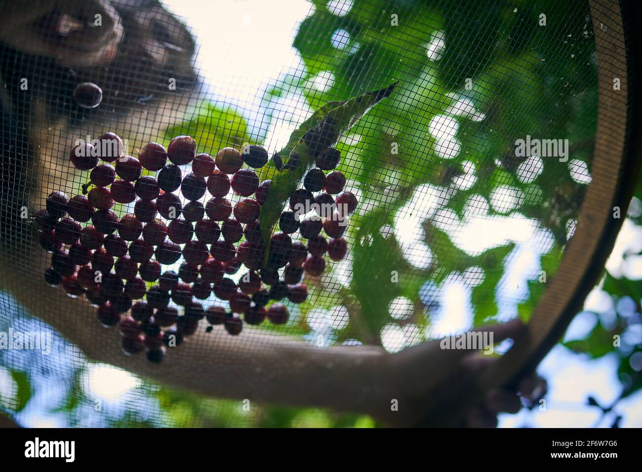 Franca, Brasilien. April 2021. Arabica-Kaffeebohnen, die am 1. April selektiv auf einem speziellen Bio-Bauernhof in Franca, Region Alta Mogiana, Sao Paulo, Brasilien, geerntet werden, 2021. (Foto: Igor do Valle/Sipa USA) Quelle: SIPA USA/Alamy Live News Stockfoto