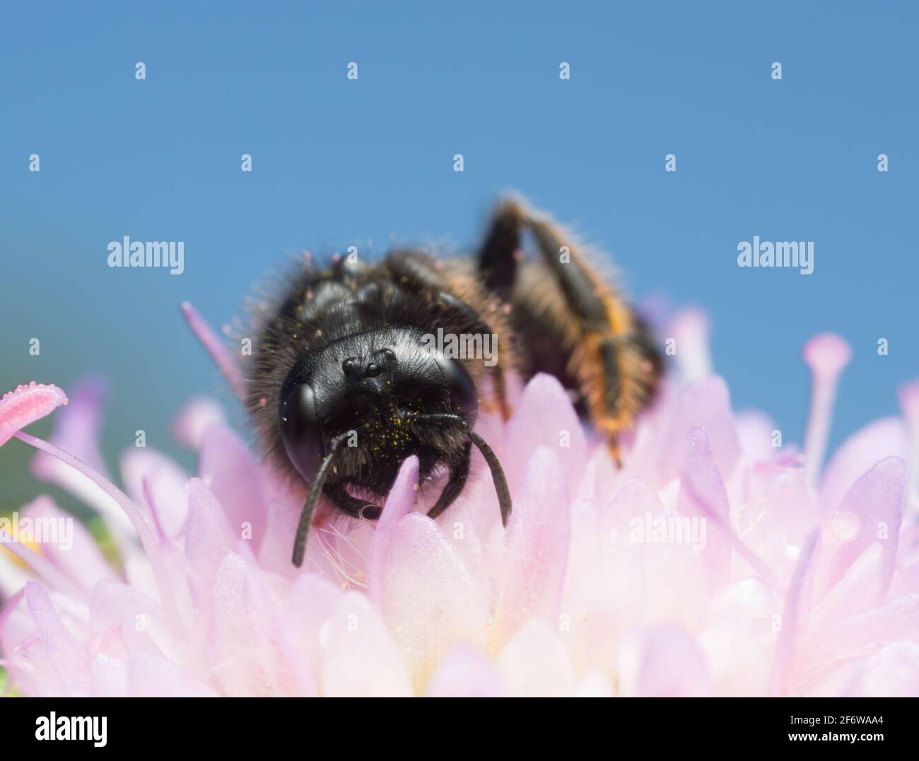 Männliche große Shaggy-Biene, Panurgus banksianus auf dem Feld scheußlich Stockfoto