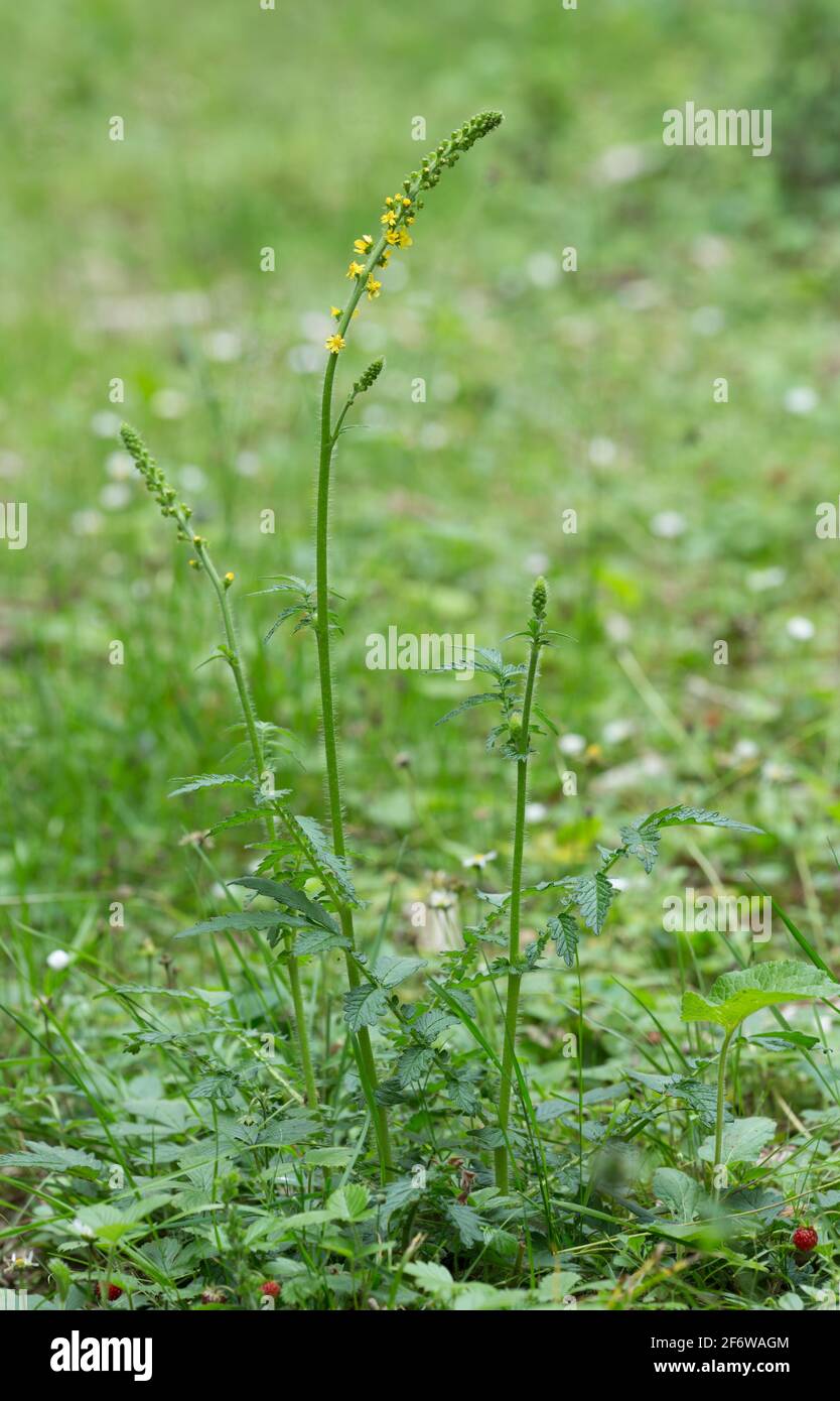 Blühende Agrimonie, Agrimonia eupatoria Stockfoto