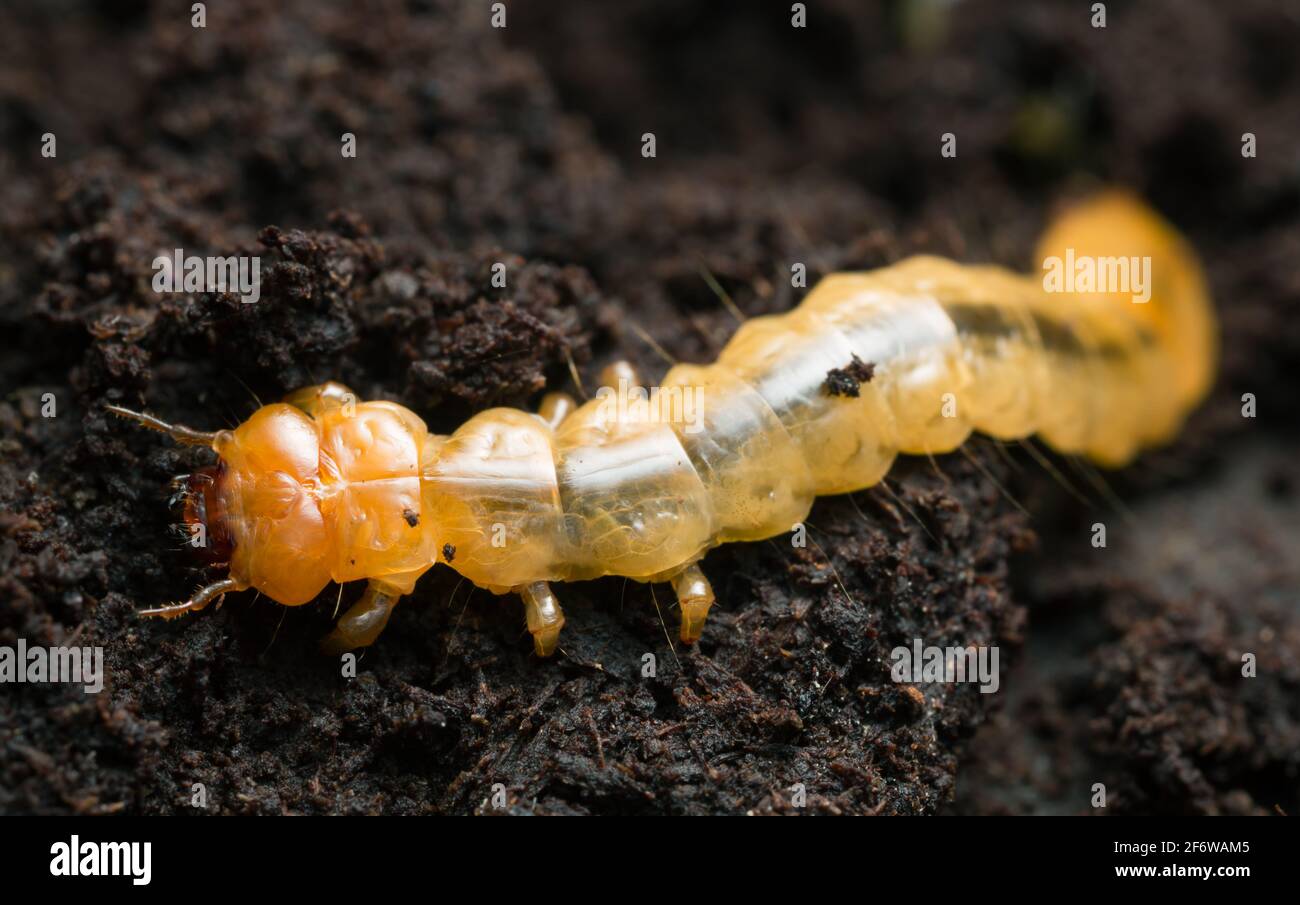 Schwarzkopfkäfer, Pyrochroa coccinea larva auf Holz Stockfoto