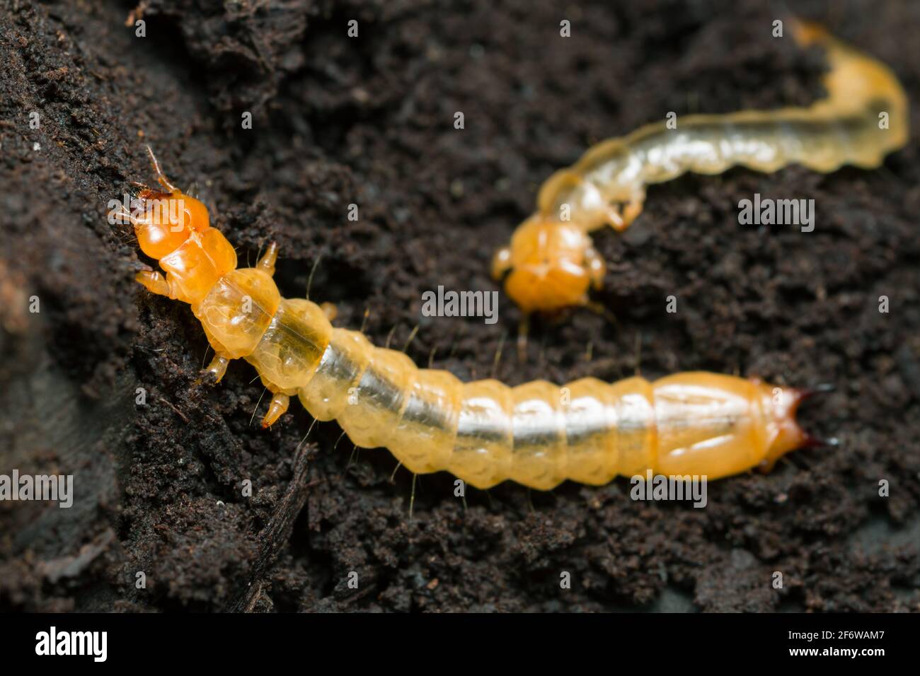 Schwarzkopfkäfer, Pyrochroa coccinea larva auf Holz Stockfoto